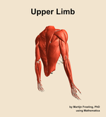 Muscles of the Upper Limb - orientation 7