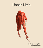 Muscles of the Upper Limb - orientation 8