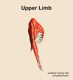 Muscles of the Upper Limb - orientation 9