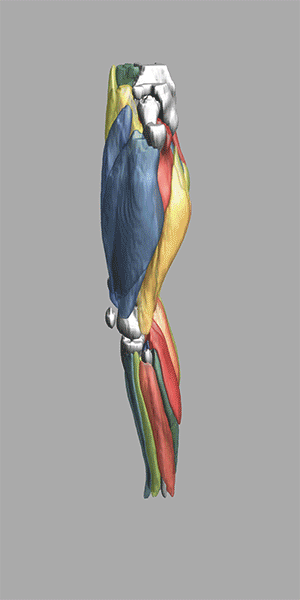Animation of automated whole leg muscle segmentation.