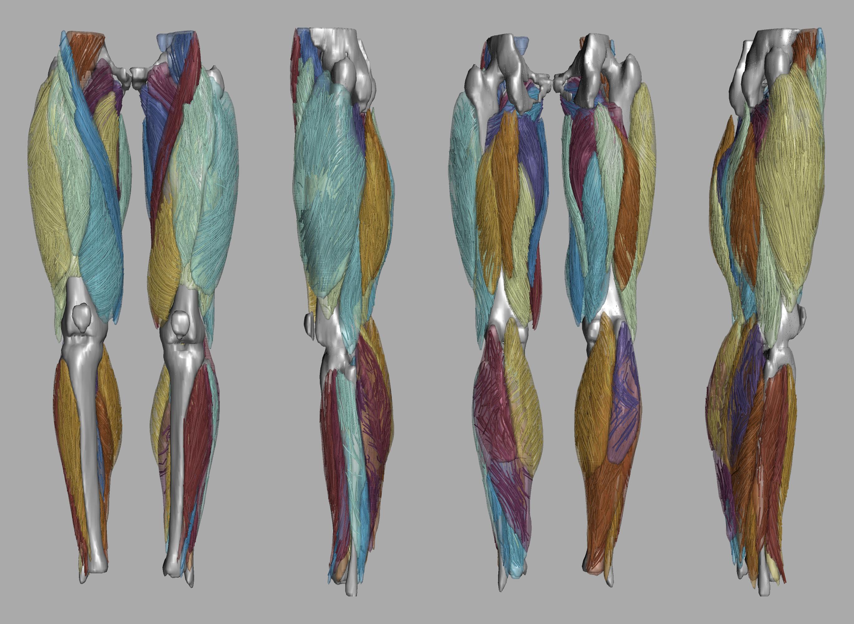 Whole leg 3D fiber tractography of all muscles segmented using a CNN UNET.