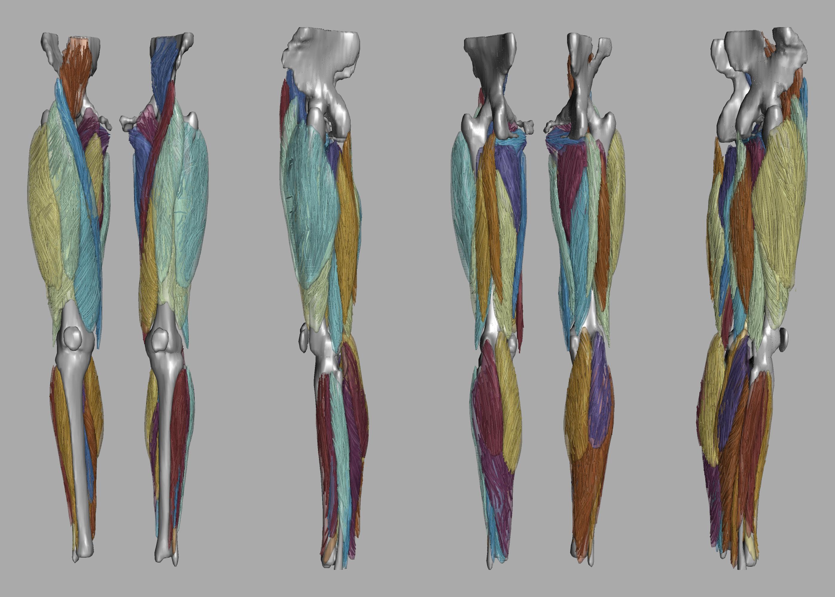 Whole leg 3D fiber tractography of all muscles segmented using a CNN UNET.