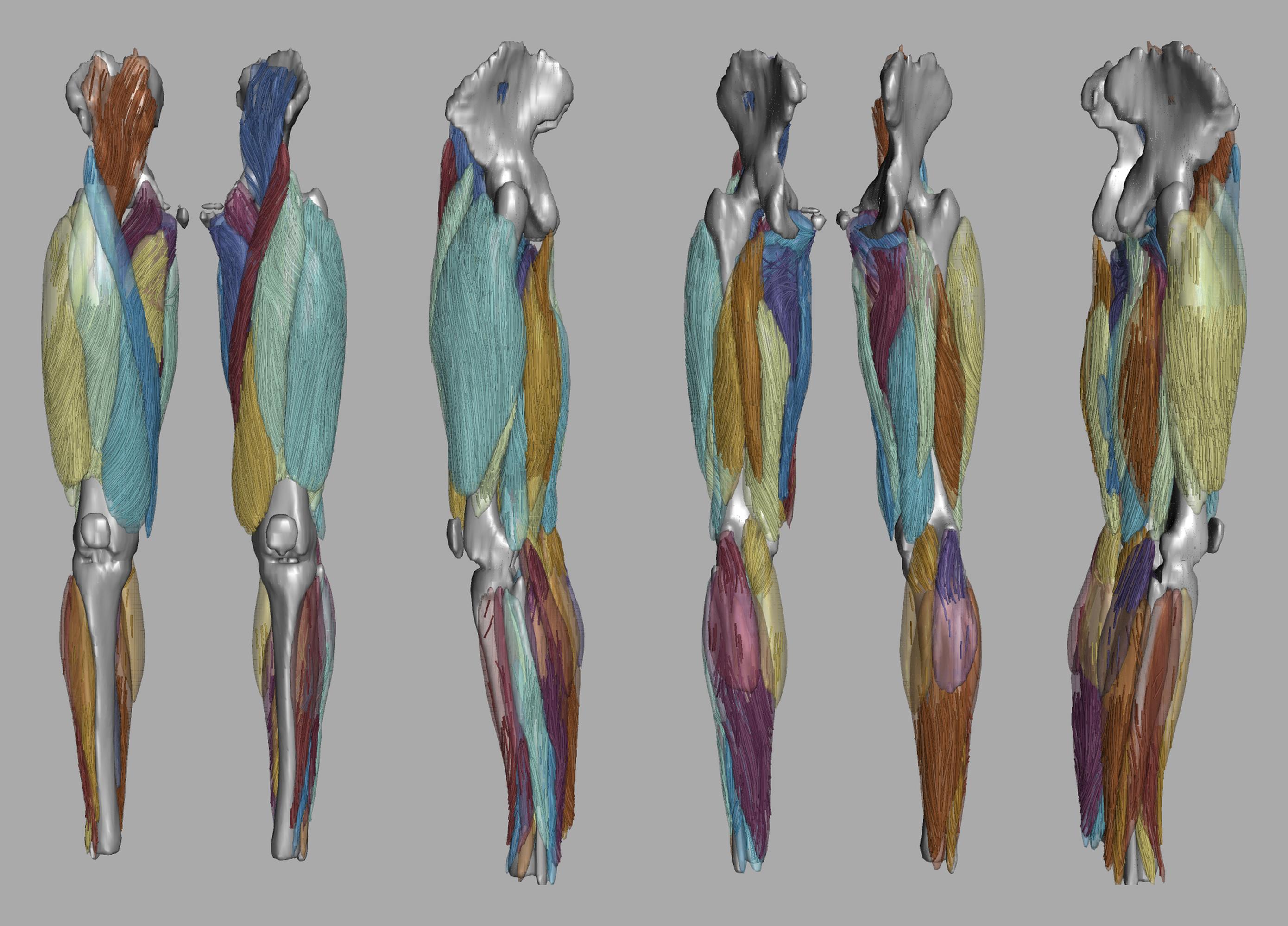 Whole leg 3D fiber tractography of all muscles segmented using a CNN UNET.