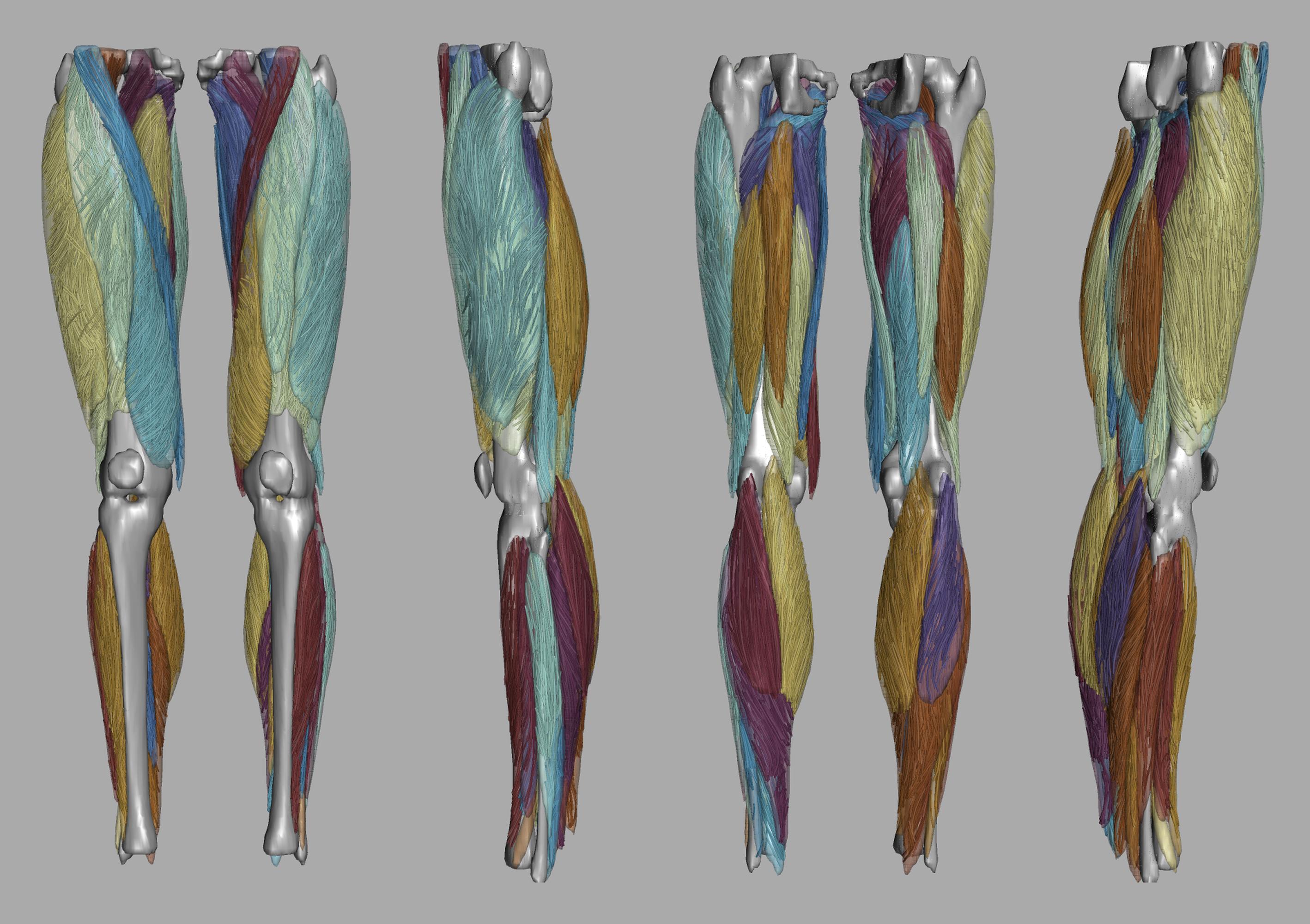 Whole leg 3D fiber tractography of all muscles segmented using a CNN UNET.