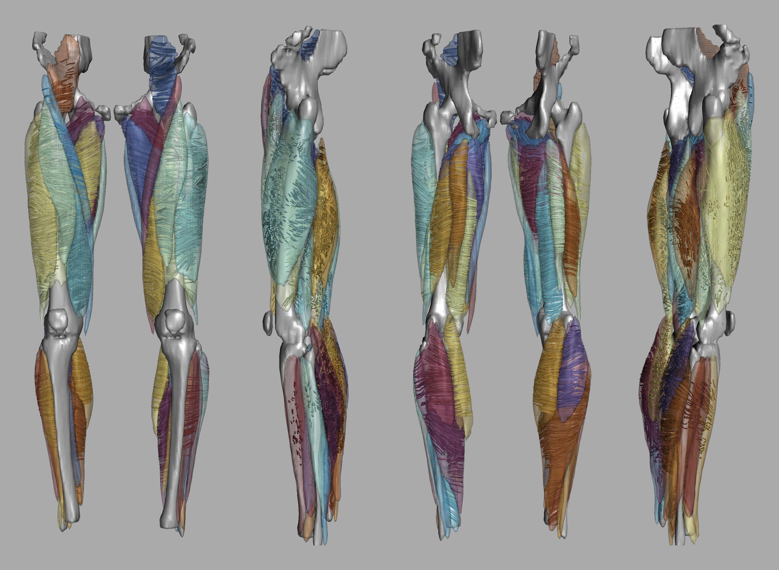 Whole leg 3D fiber tractography of all muscles segmented using a CNN UNET.