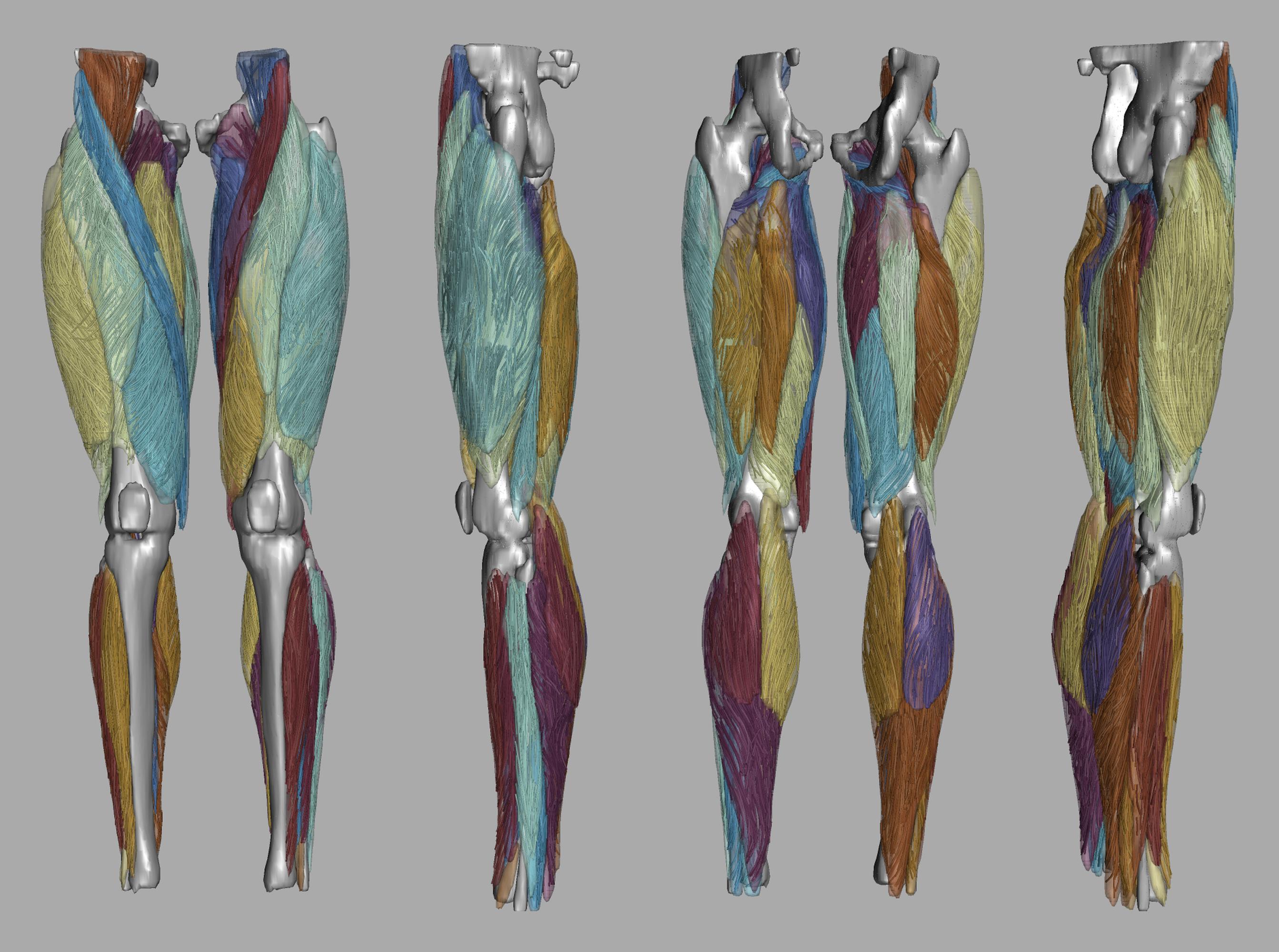 Whole leg 3D fiber tractography of all muscles segmented using a CNN UNET.