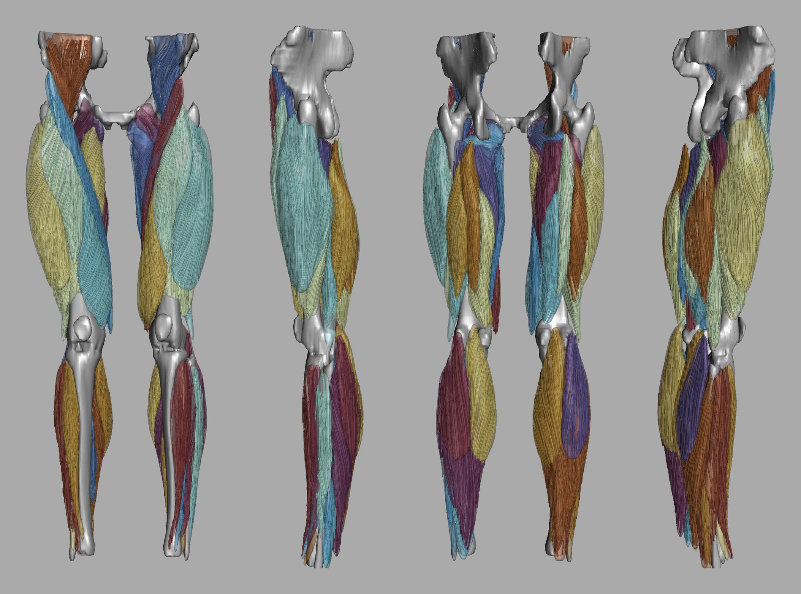 Whole leg 3D fiber tractography of all muscles segmented using a CNN UNET.