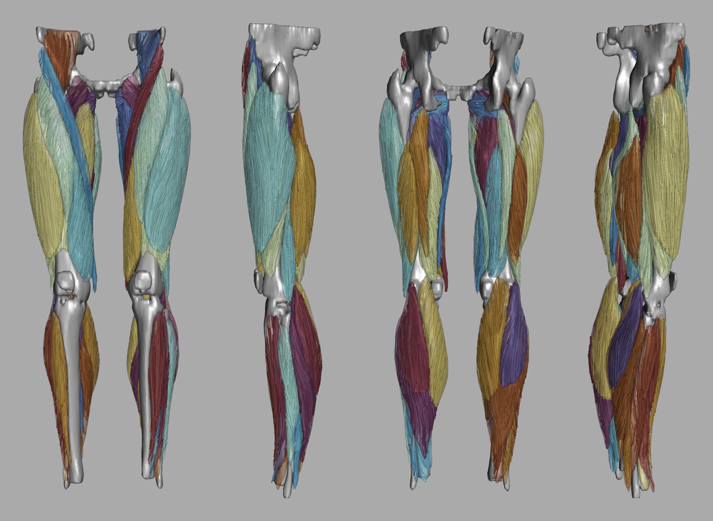 Whole leg 3D fiber tractography of all muscles segmented using a CNN UNET.