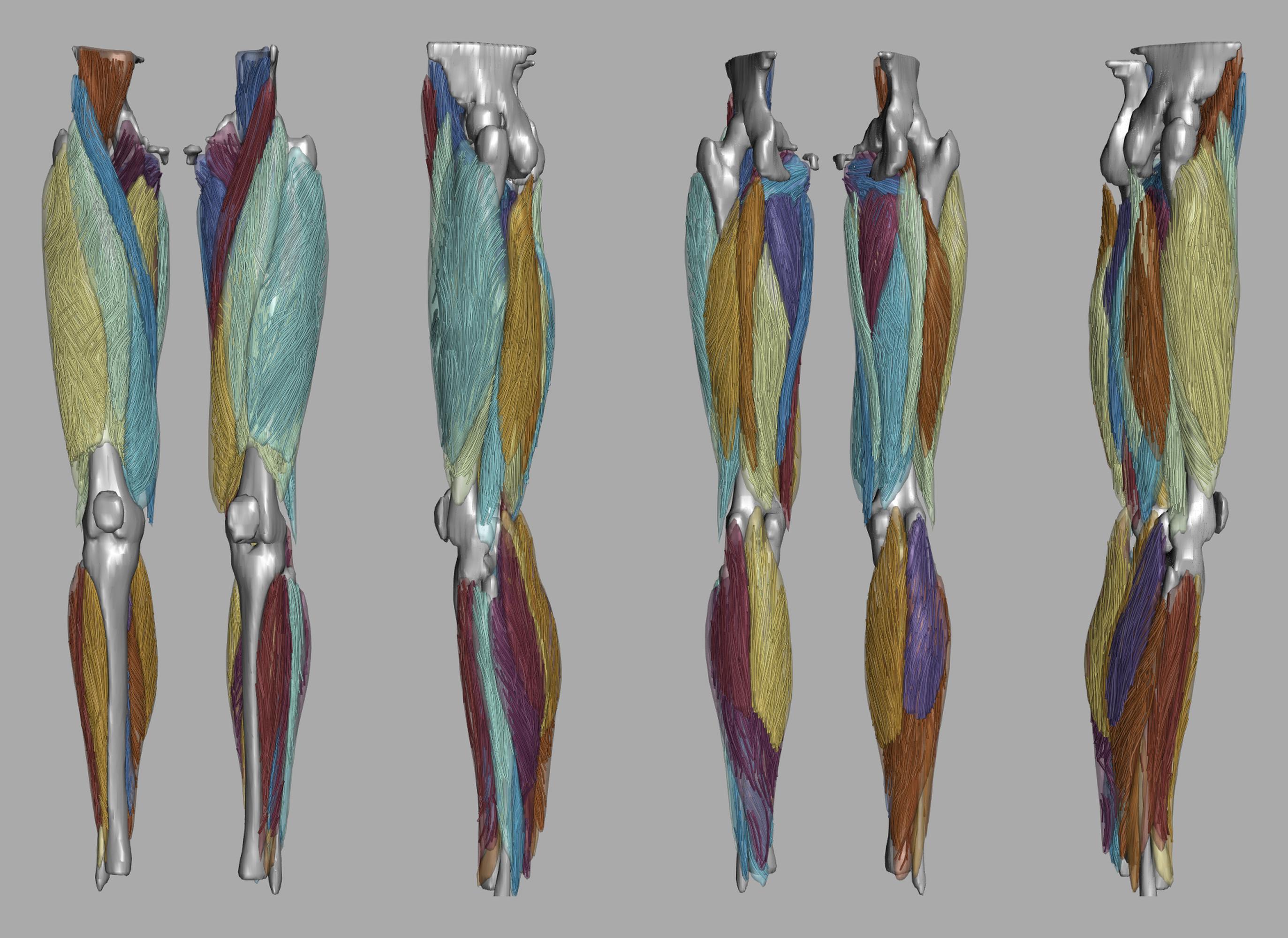 Whole leg 3D fiber tractography of all muscles segmented using a CNN UNET.