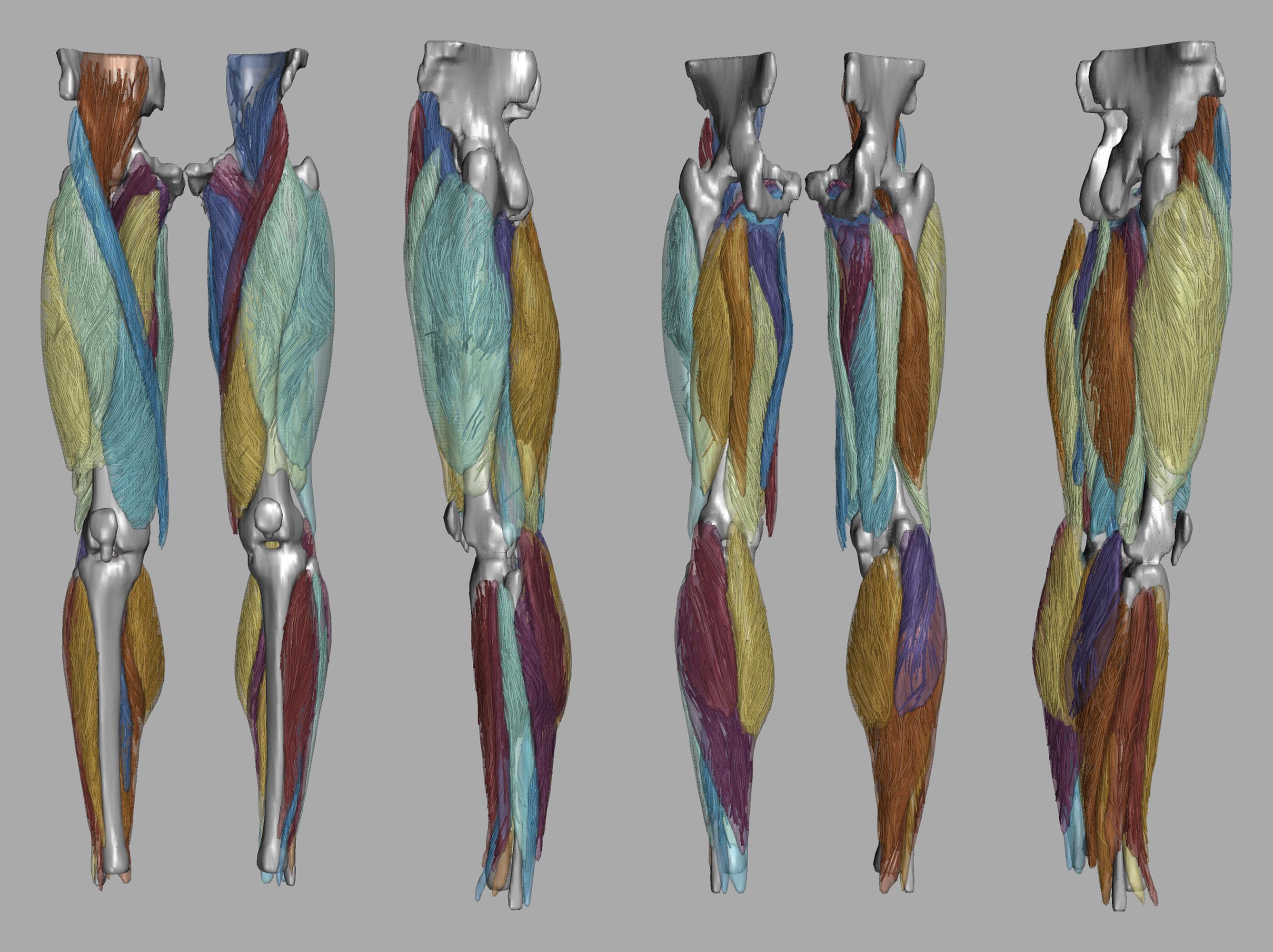Whole leg 3D fiber tractography of all muscles segmented using a CNN UNET.