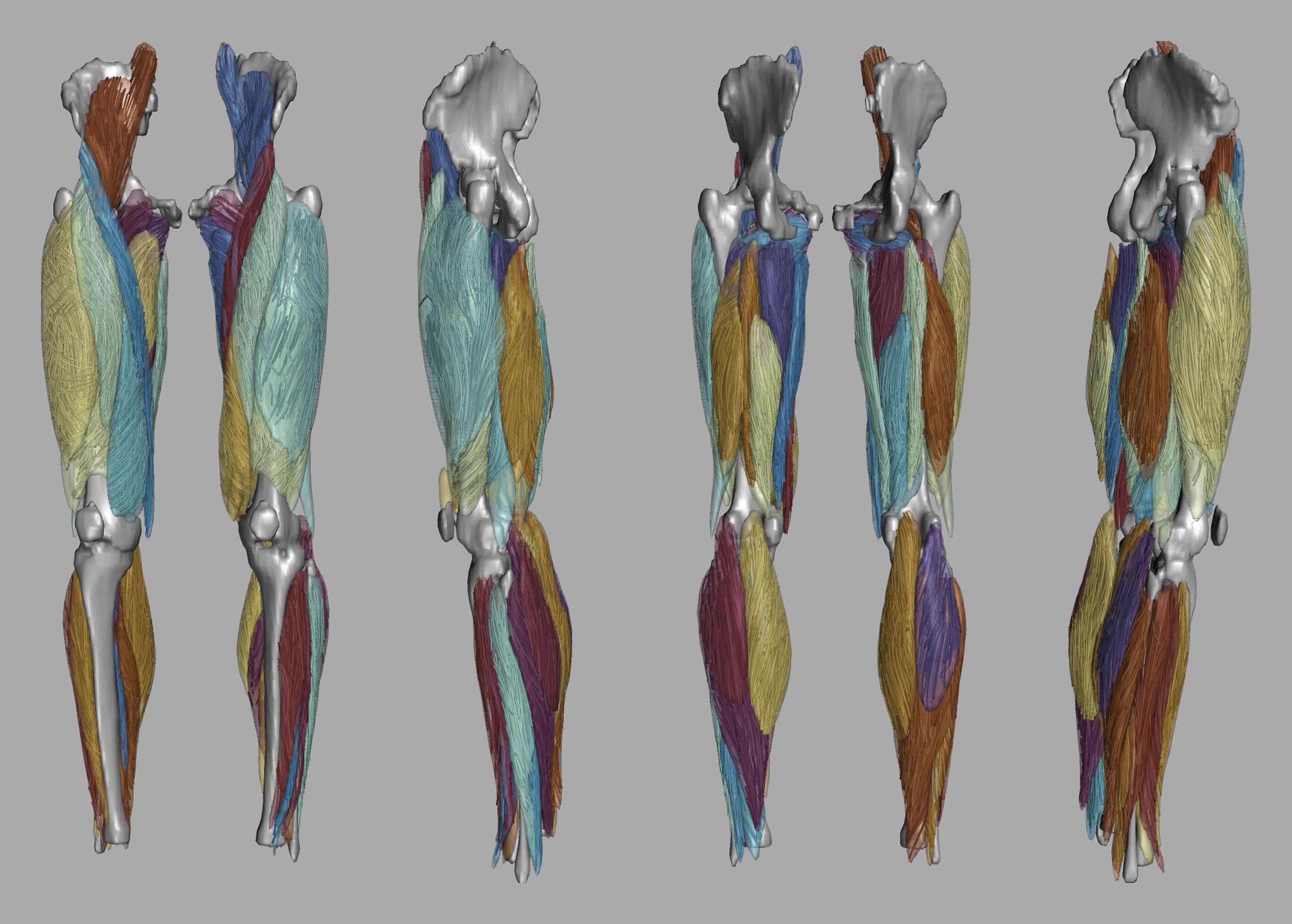 Whole leg 3D fiber tractography of all muscles segmented using a CNN UNET.