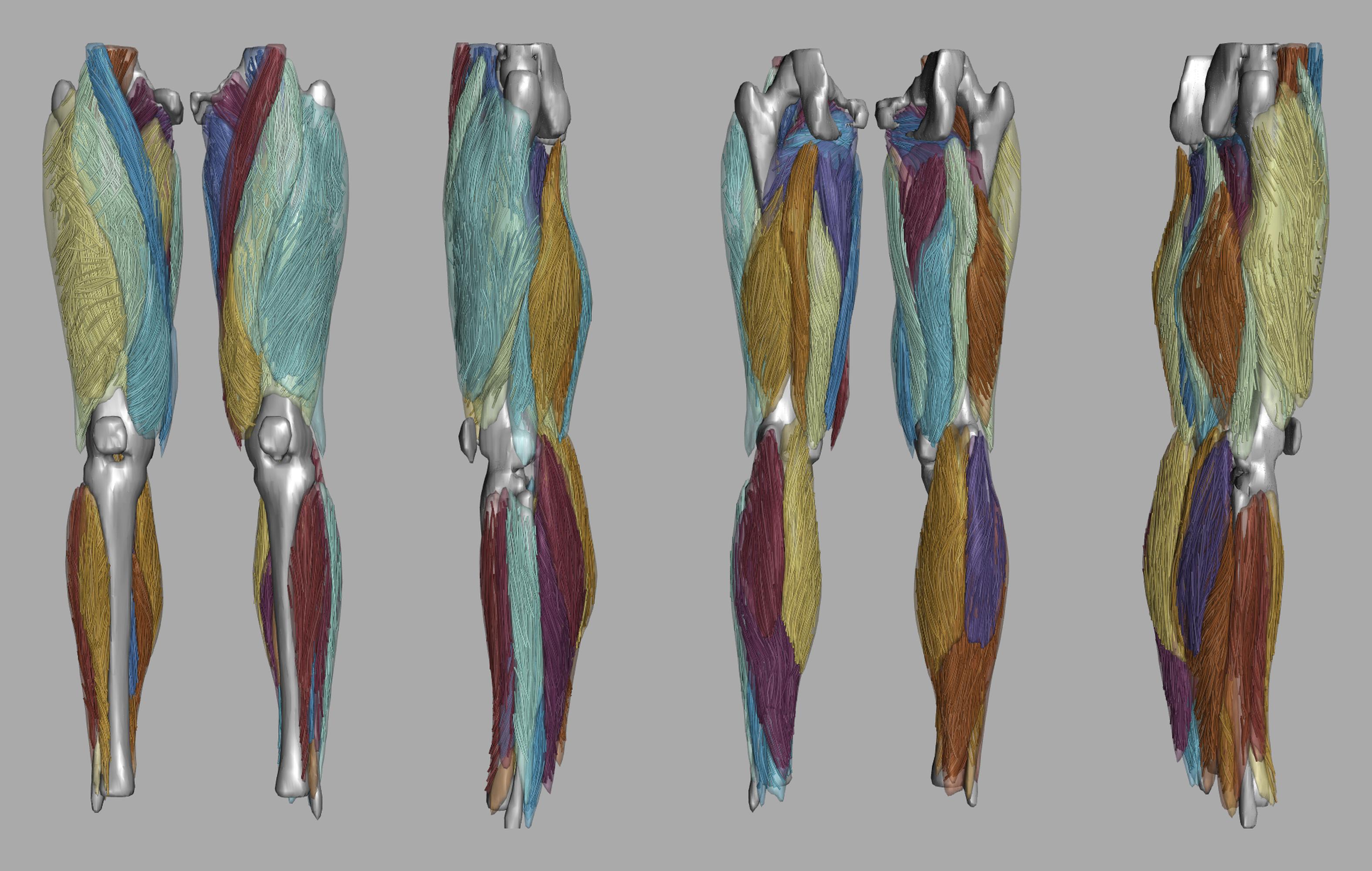 Whole leg 3D fiber tractography of all muscles segmented using a CNN UNET.