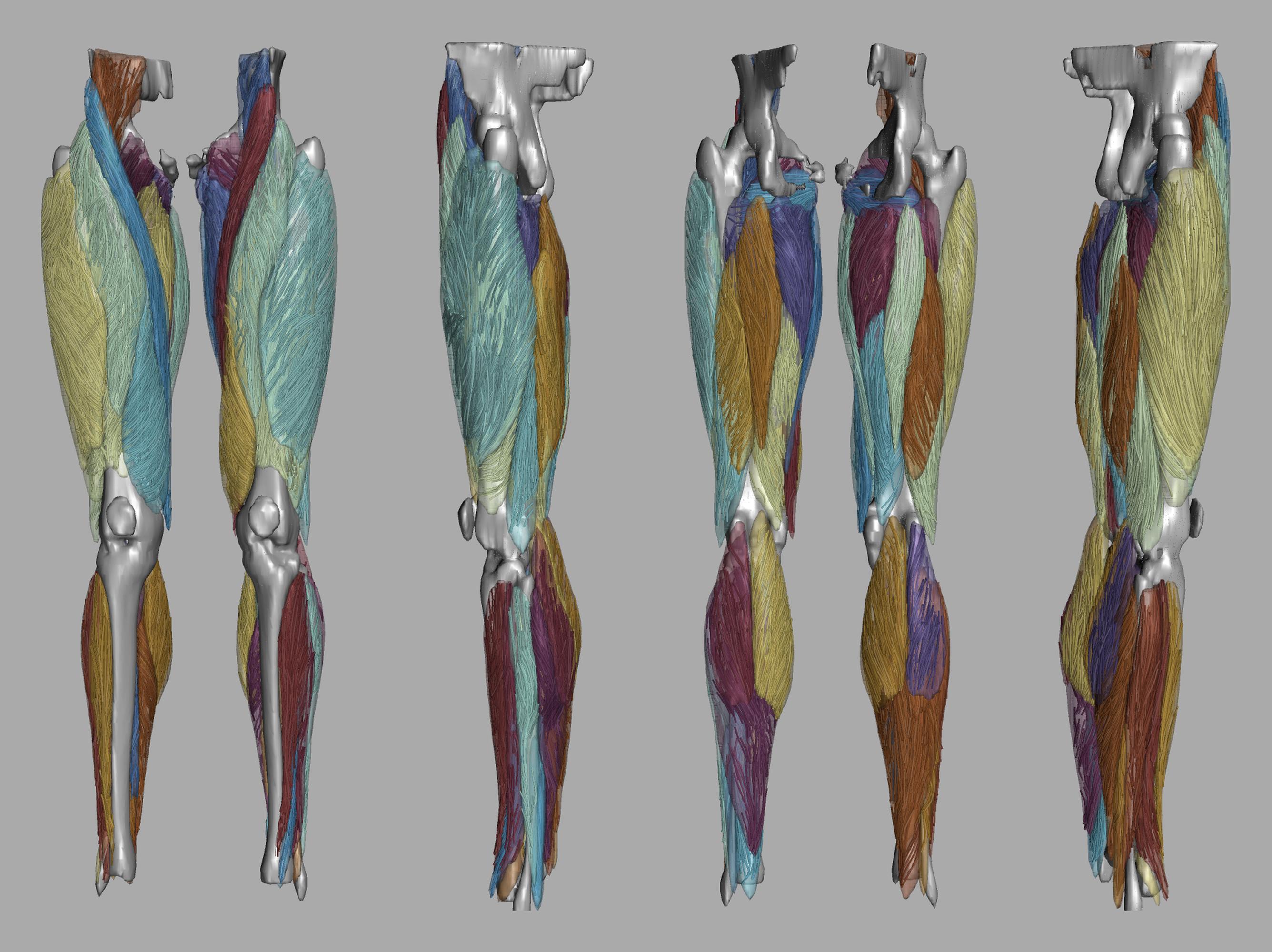 Whole leg 3D fiber tractography of all muscles segmented using a CNN UNET.