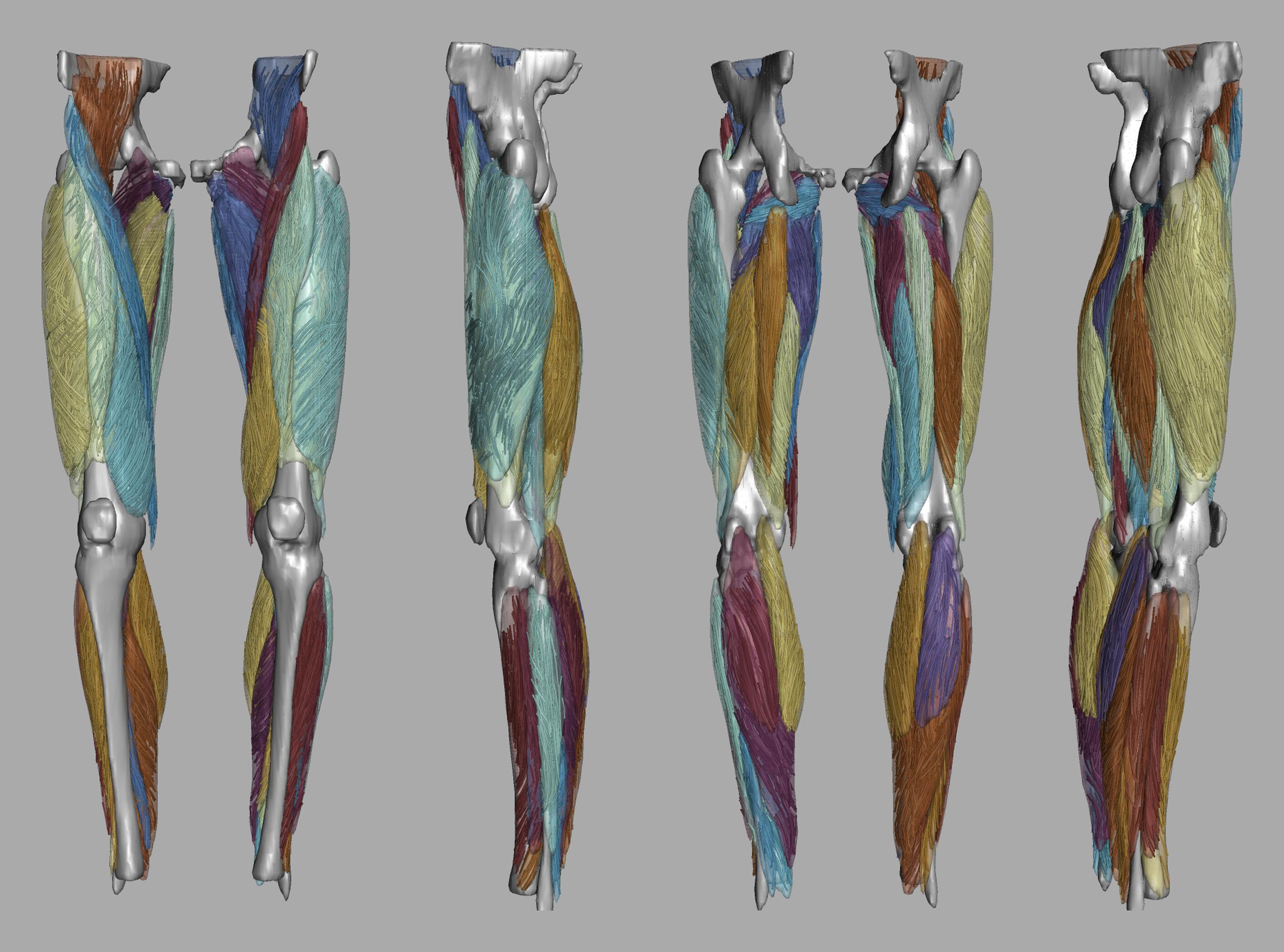 Whole leg 3D fiber tractography of all muscles segmented using a CNN UNET.