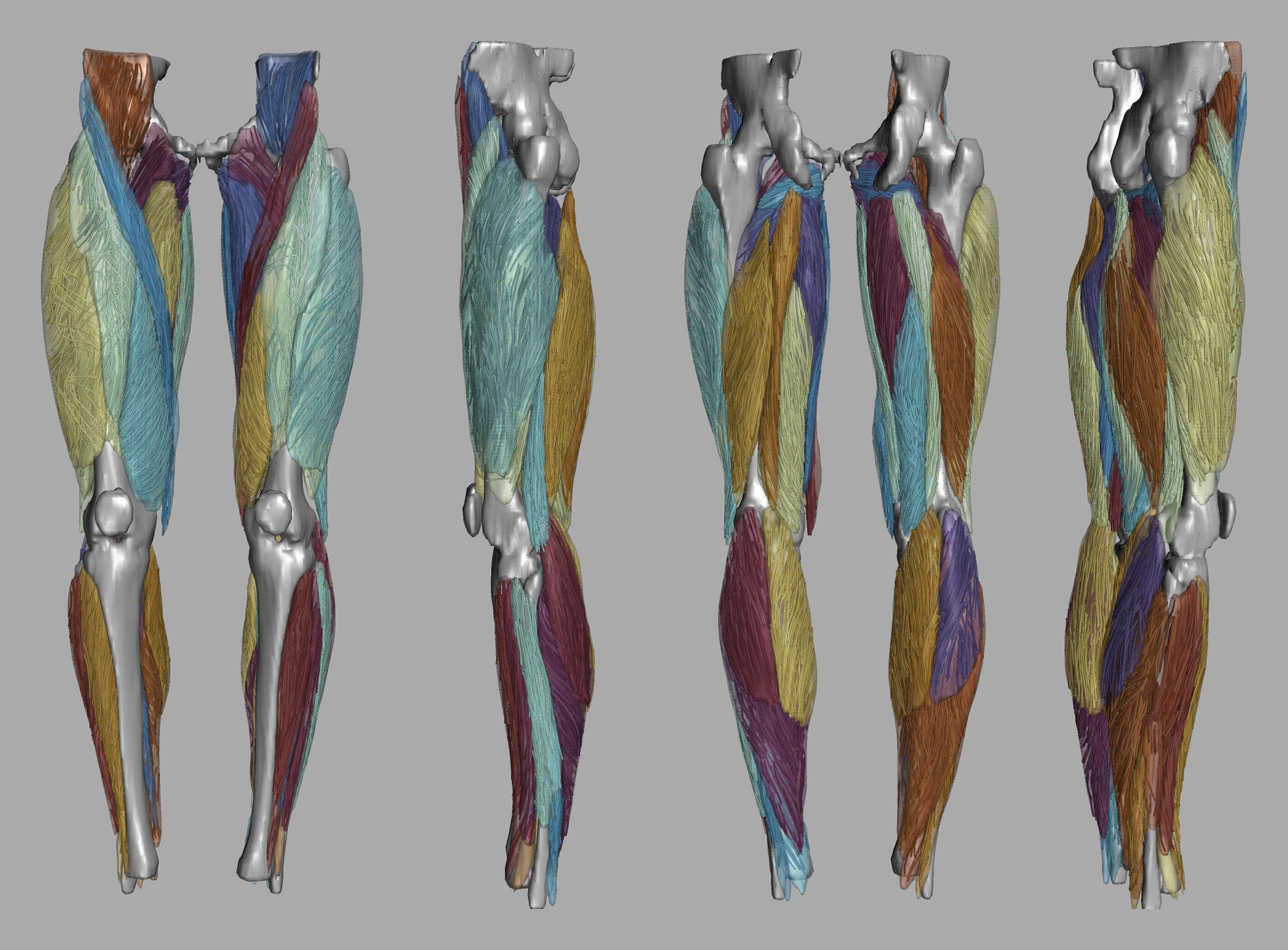 Whole leg 3D fiber tractography of all muscles segmented using a CNN UNET.