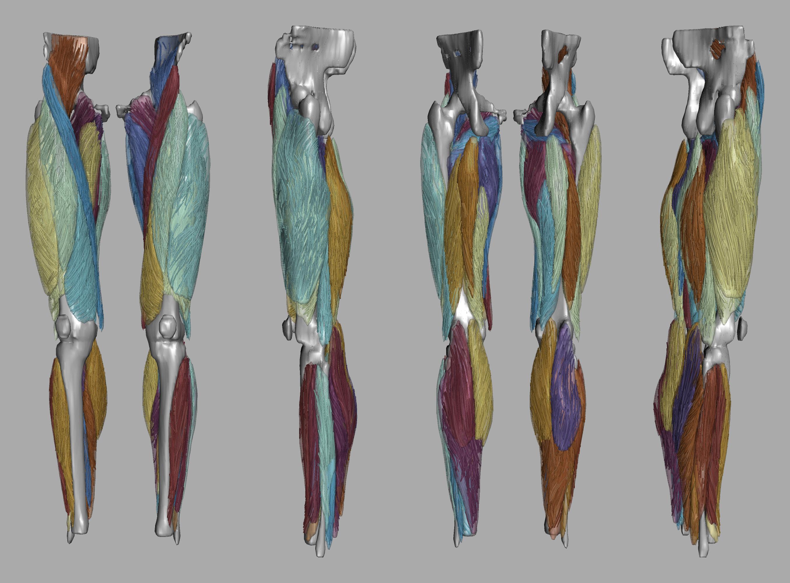 Whole leg 3D fiber tractography of all muscles segmented using a CNN UNET.