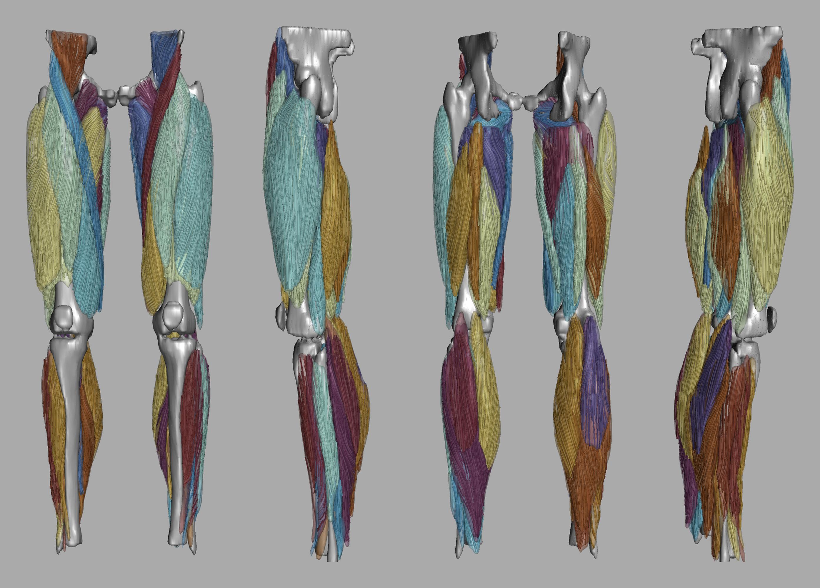 Whole leg 3D fiber tractography of all muscles segmented using a CNN UNET.