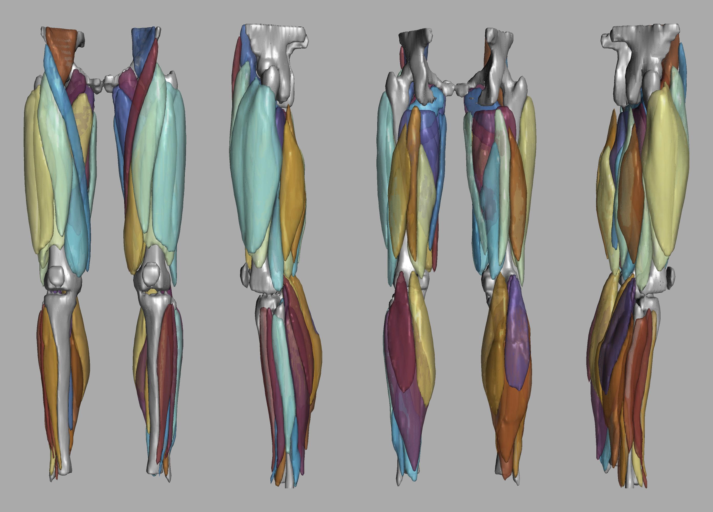 3D render of automated muscle segmentation labels generated using a CNN UNET.