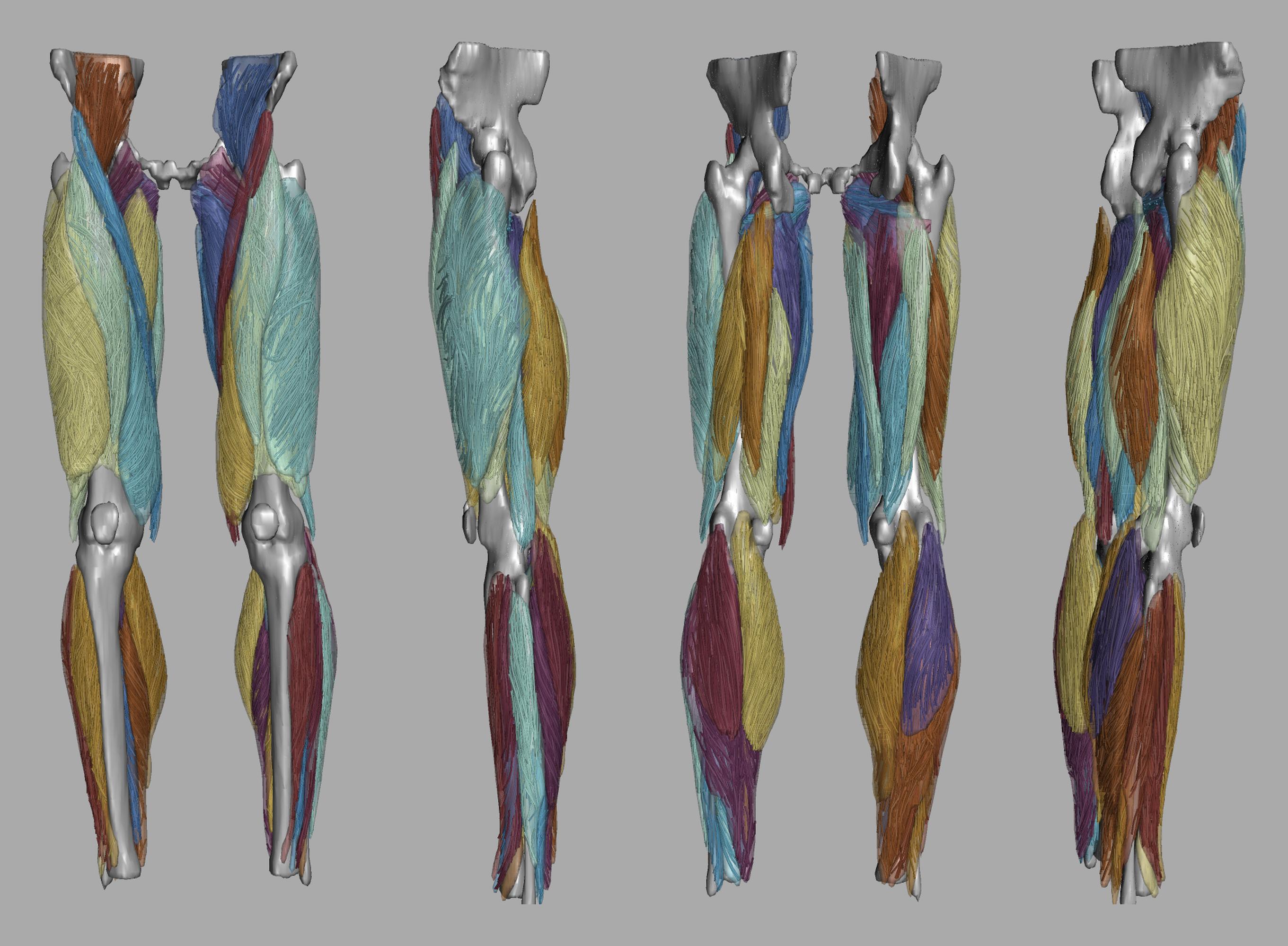 Whole leg 3D fiber tractography of all muscles segmented using a CNN UNET.