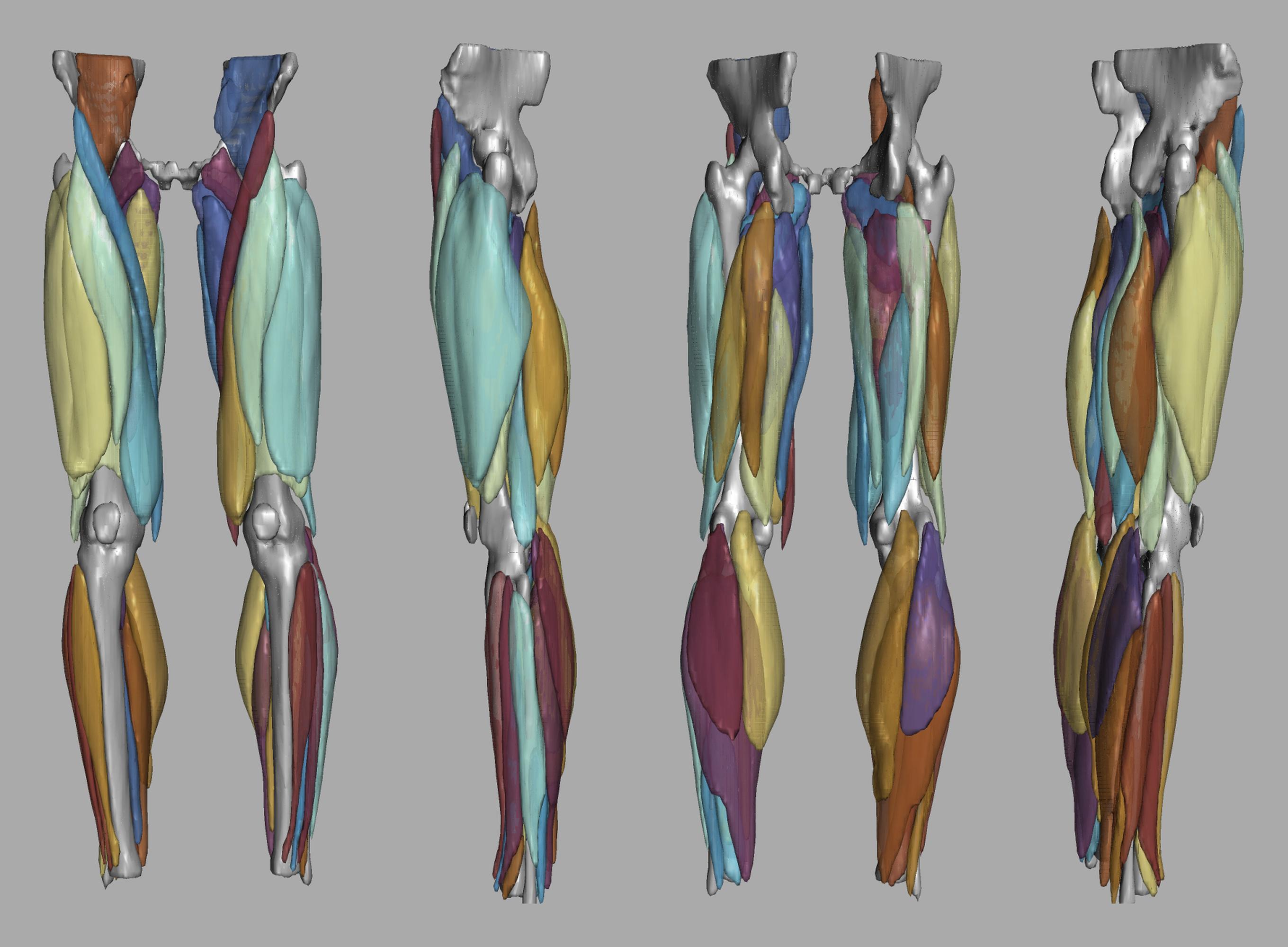 3D render of automated muscle segmentation labels generated using a CNN UNET.
