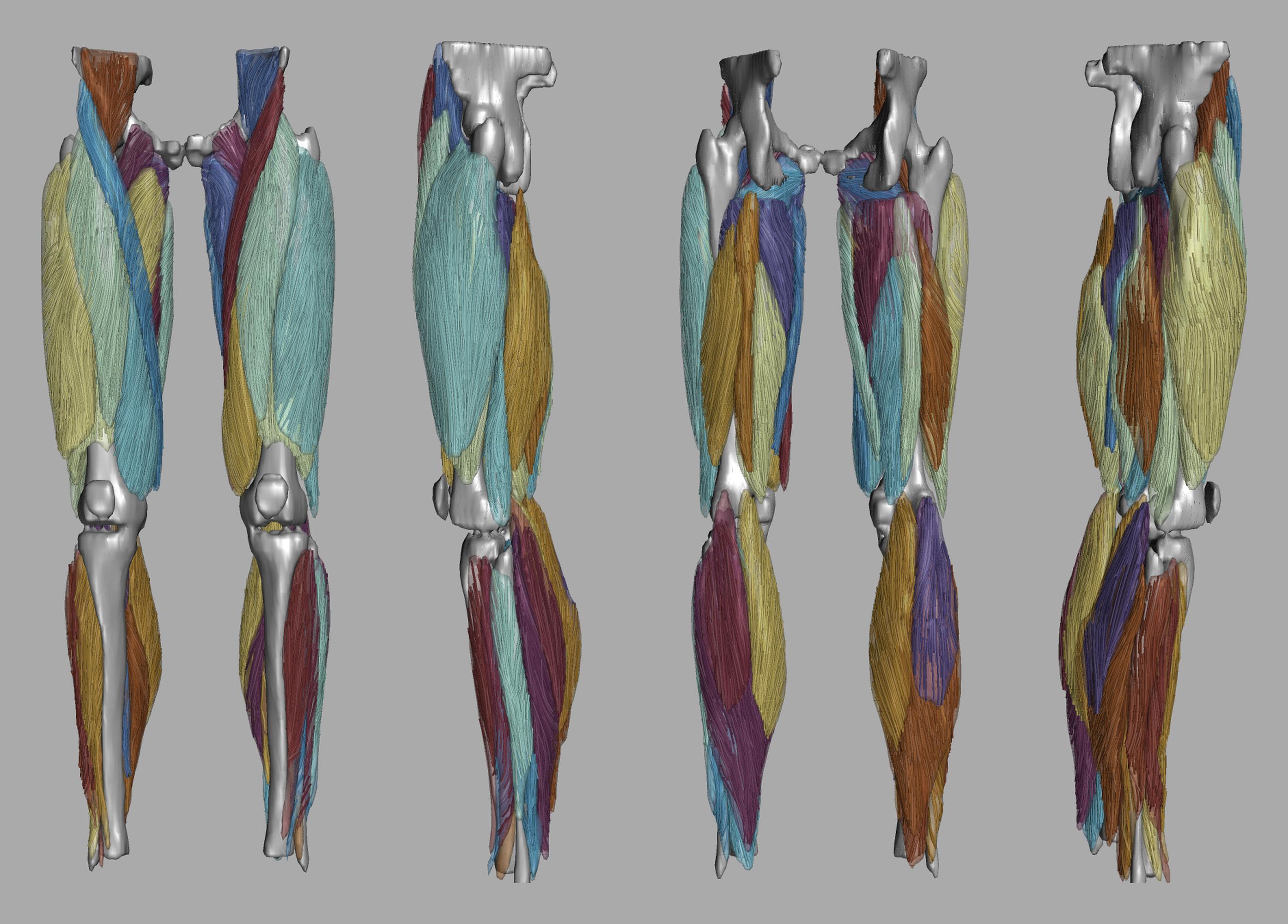 Whole leg 3D fiber tractography of all muscles segmented using a CNN UNET.