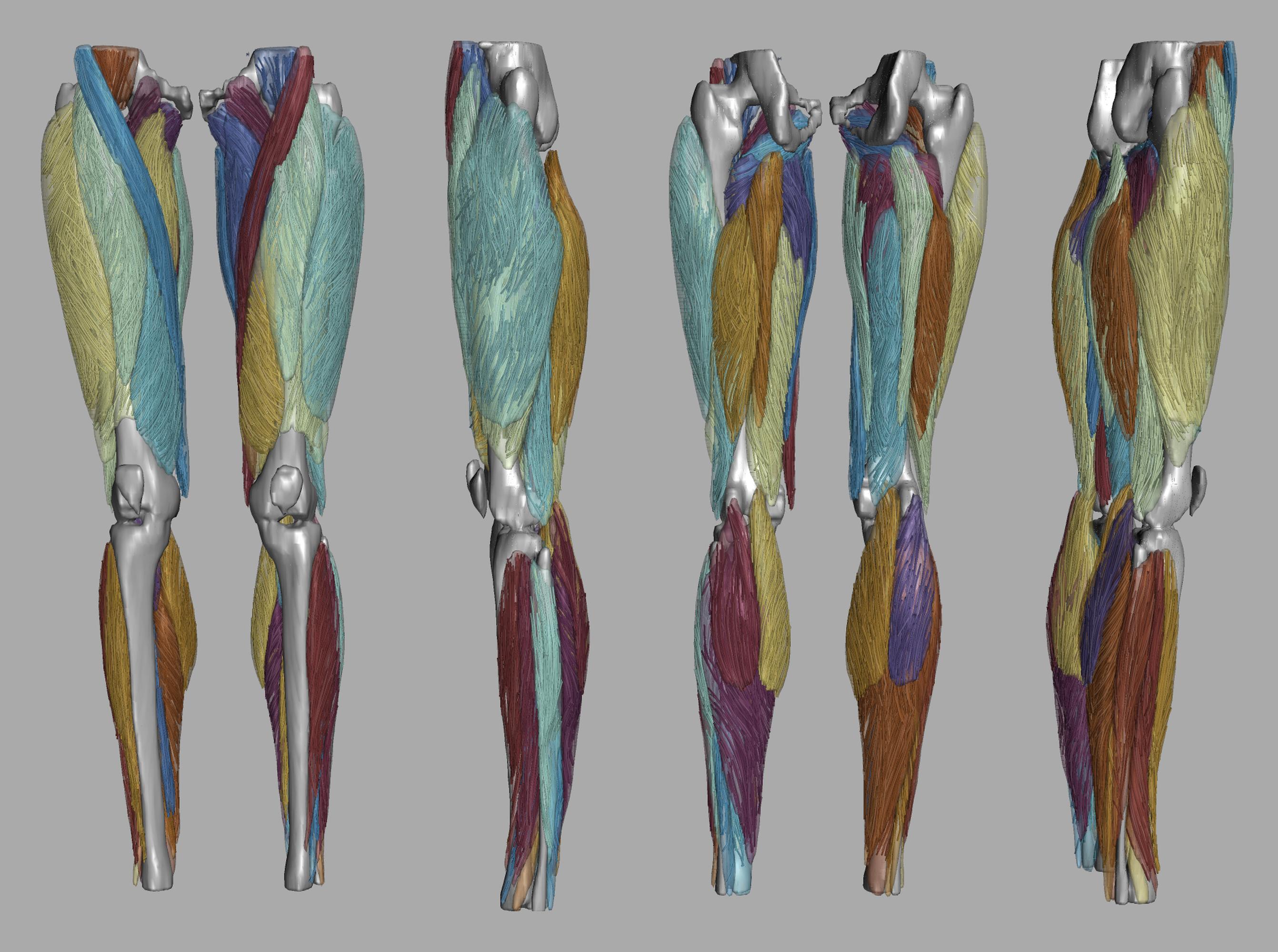 Whole leg 3D fiber tractography of all muscles segmented using a CNN UNET.