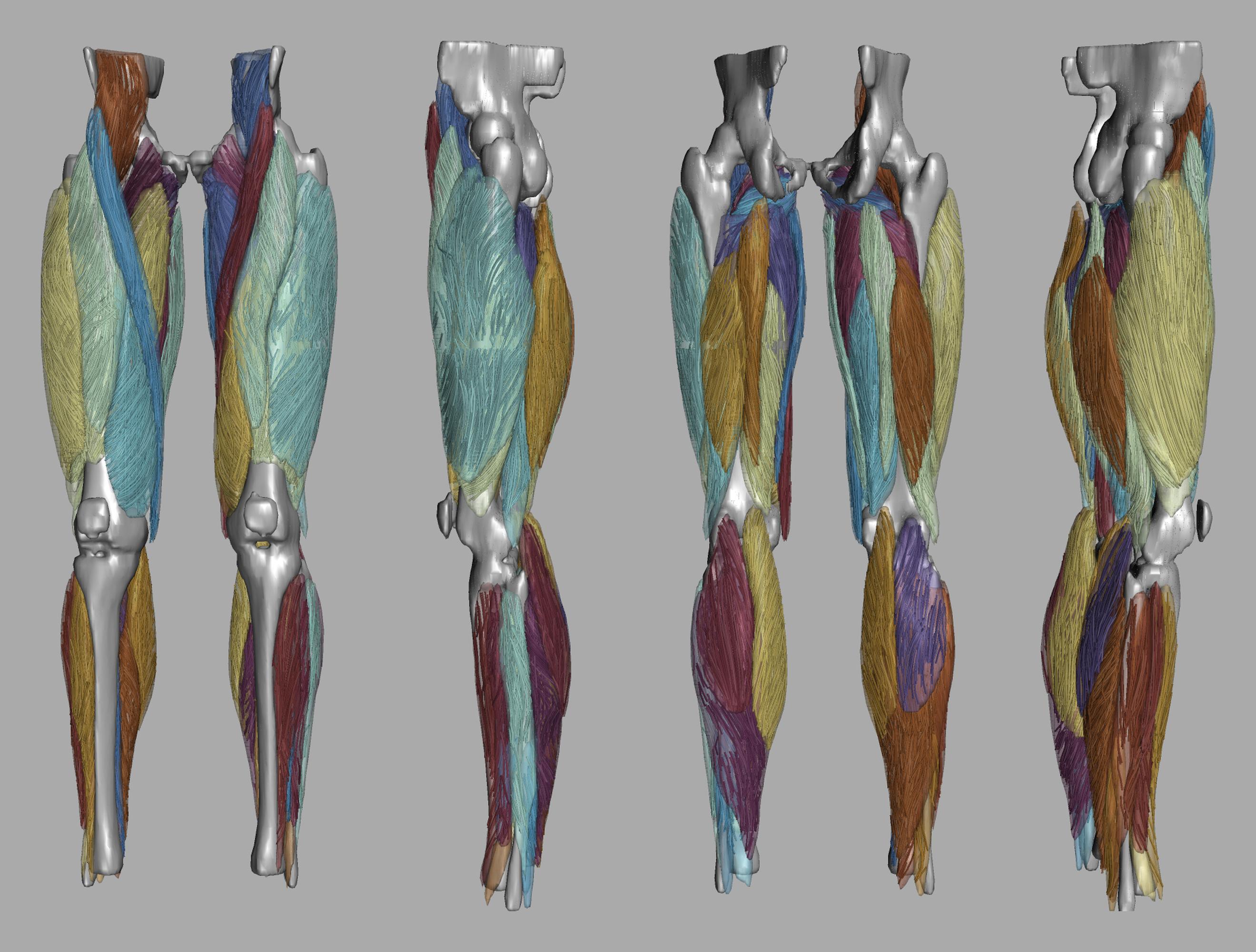 Whole leg 3D fiber tractography of all muscles segmented using a CNN UNET.