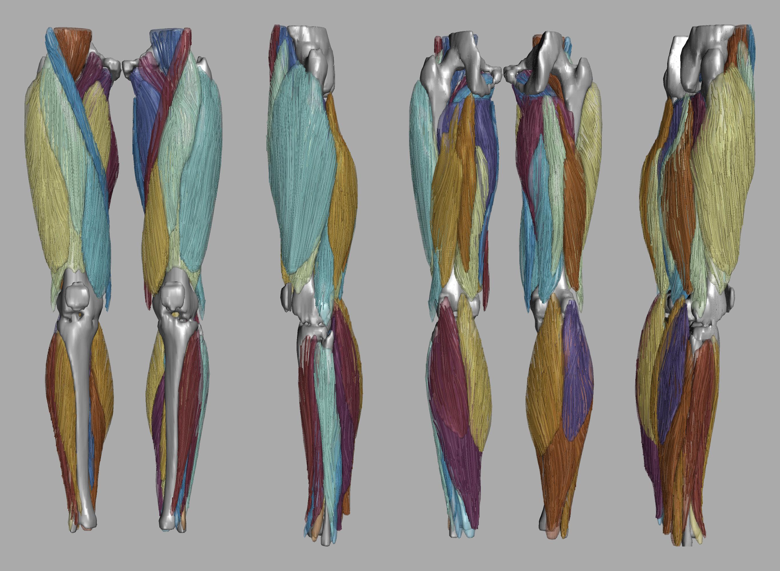 Whole leg 3D fiber tractography of all muscles segmented using a CNN UNET.