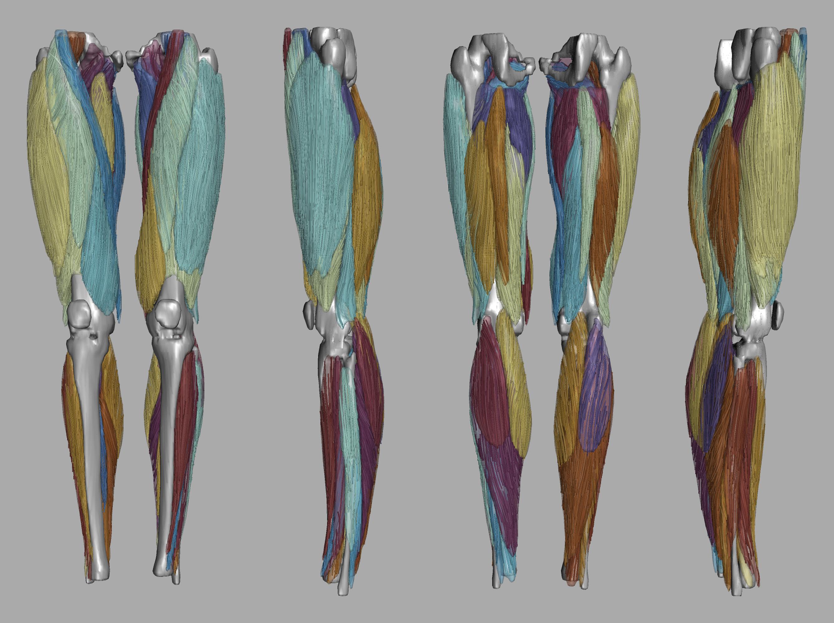 Whole leg 3D fiber tractography of all muscles segmented using a CNN UNET.