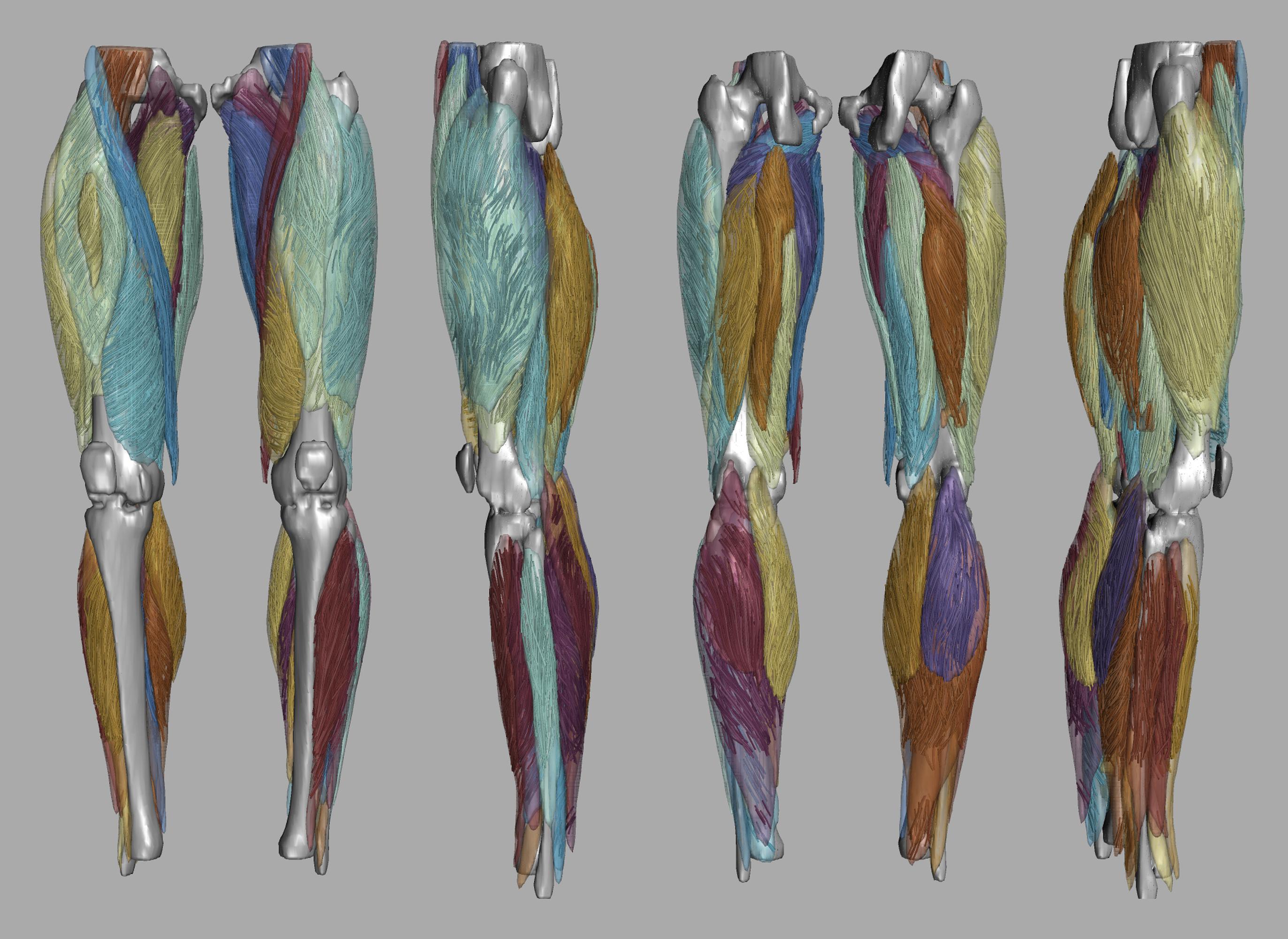 Whole leg 3D fiber tractography of all muscles segmented using a CNN UNET.