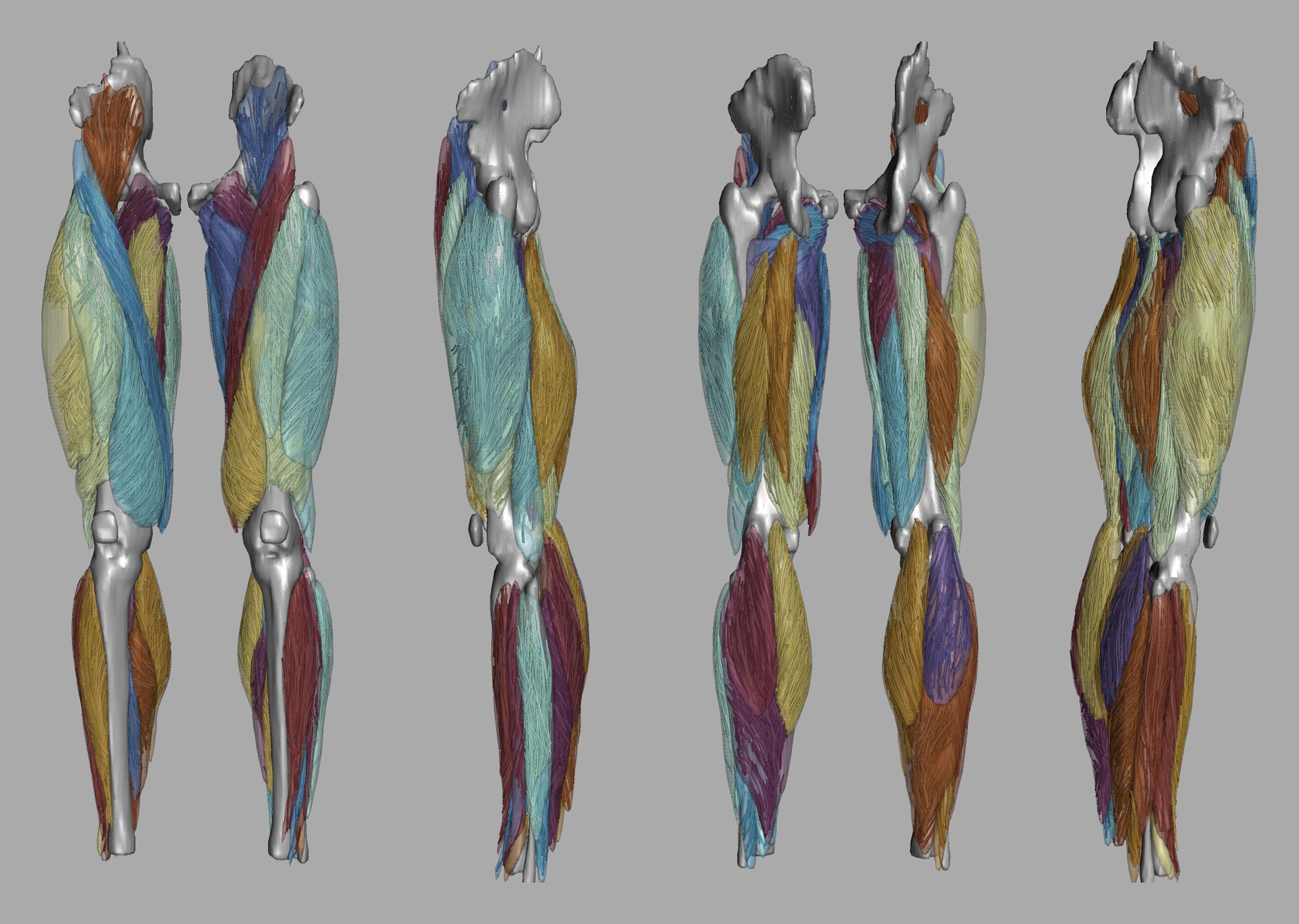 Whole leg 3D fiber tractography of all muscles segmented using a CNN UNET.