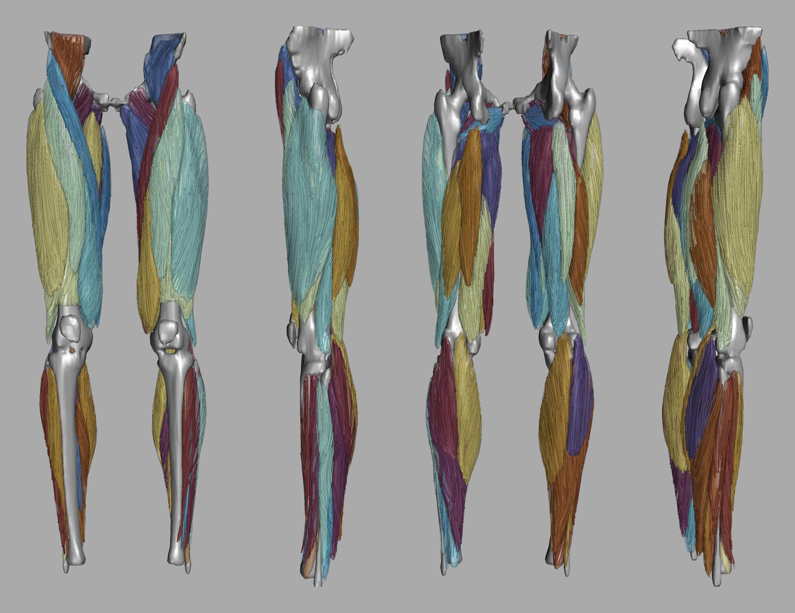 Whole leg 3D fiber tractography of all muscles segmented using a CNN UNET.