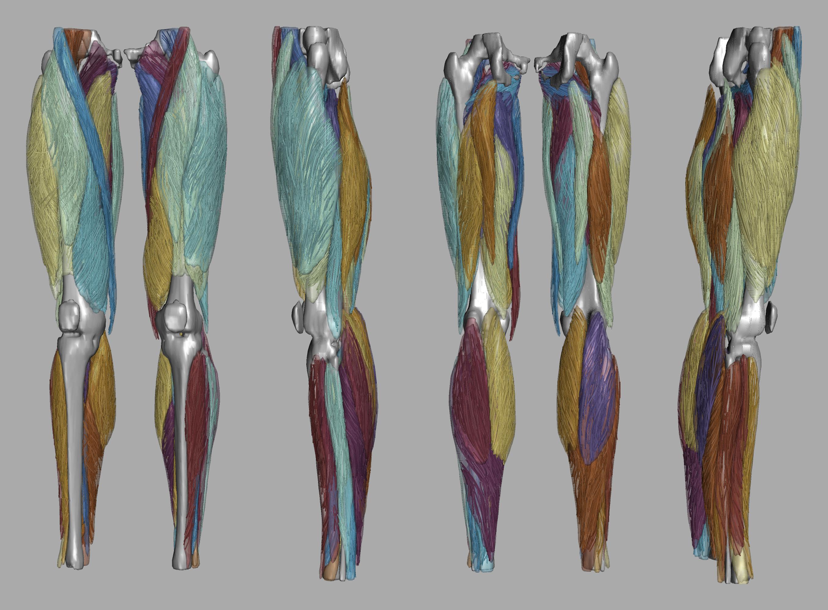 Whole leg 3D fiber tractography of all muscles segmented using a CNN UNET.