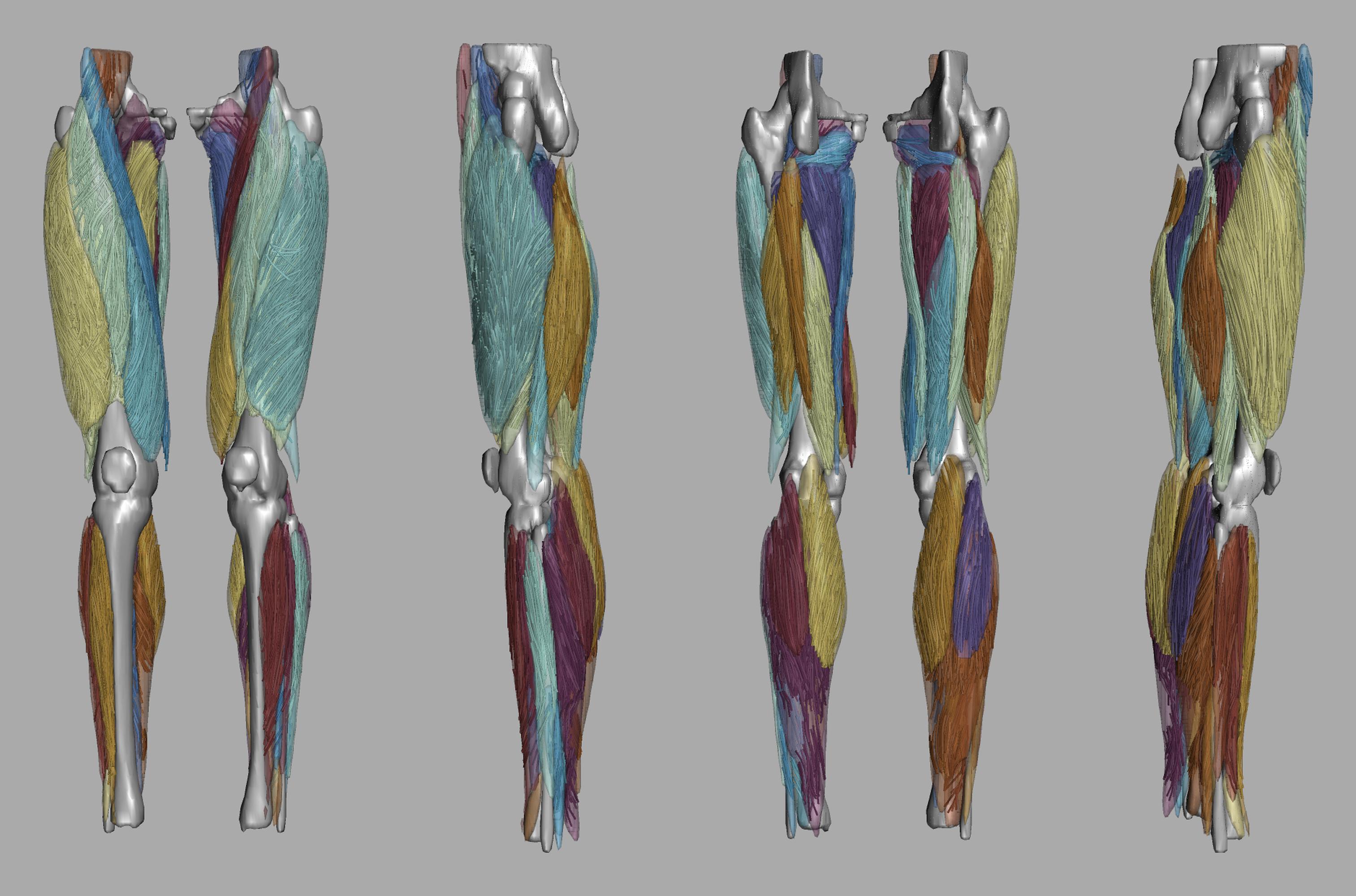 Whole leg 3D fiber tractography of all muscles segmented using a CNN UNET.