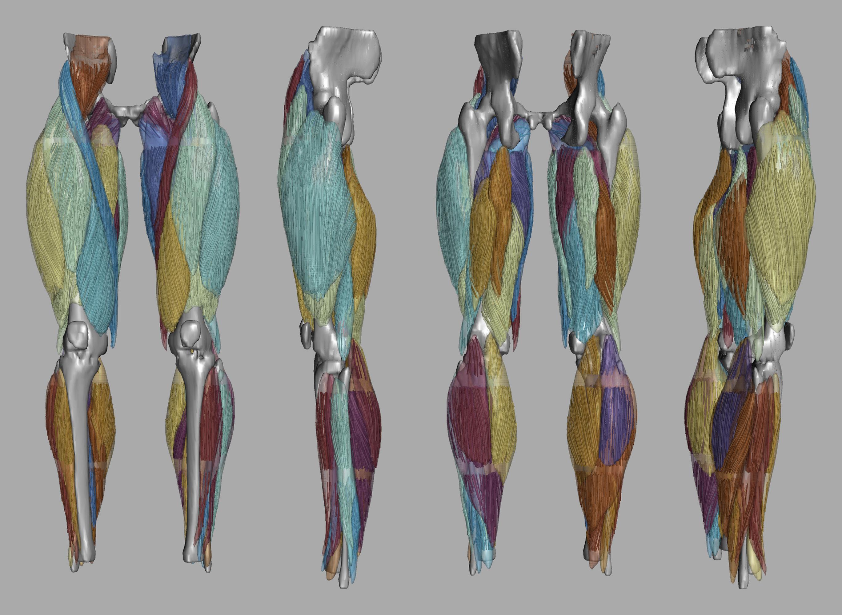 Whole leg 3D fiber tractography of all muscles segmented using a CNN UNET.