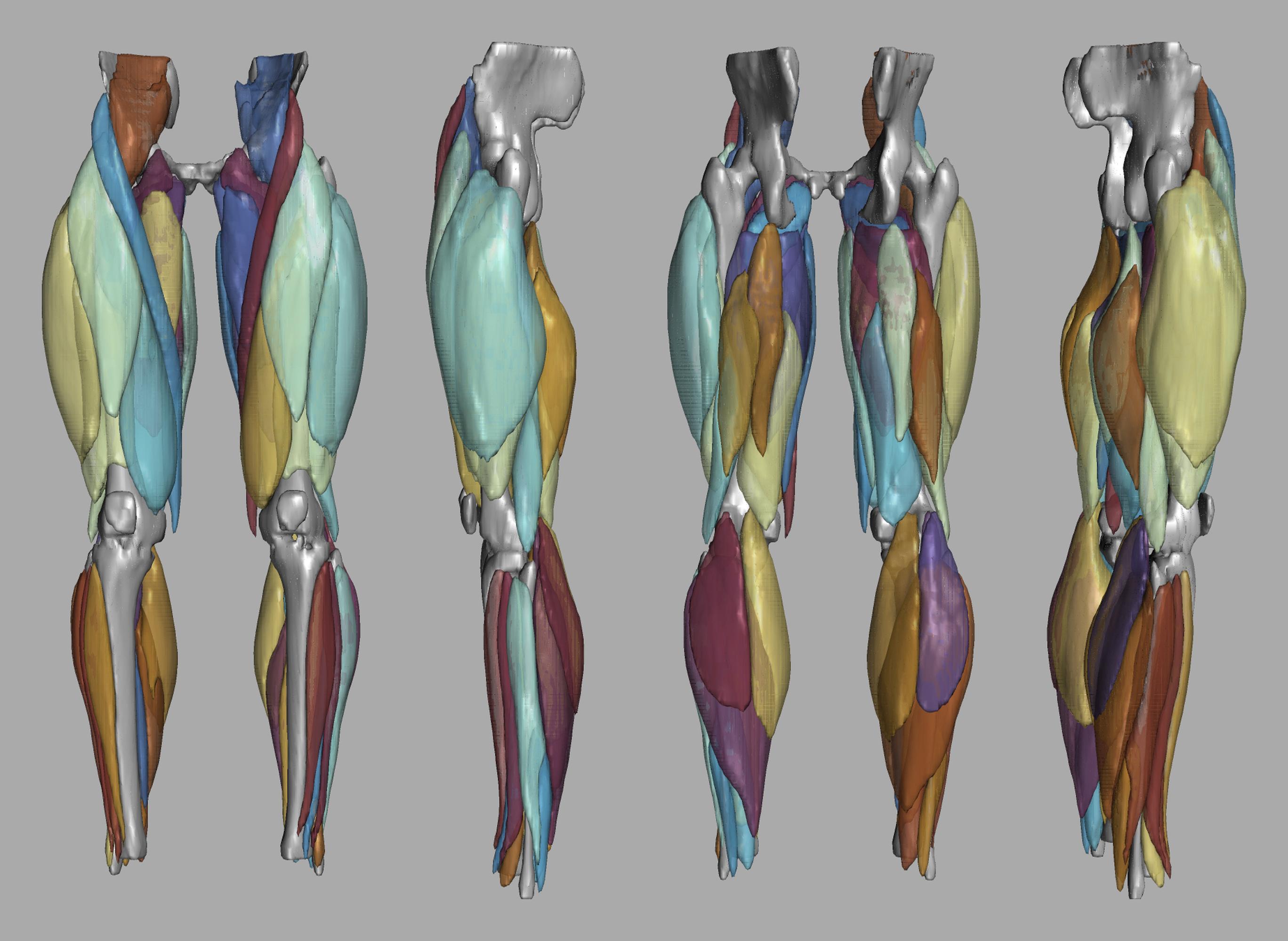 3D render of automated muscle segmentation labels generated using a CNN UNET.
