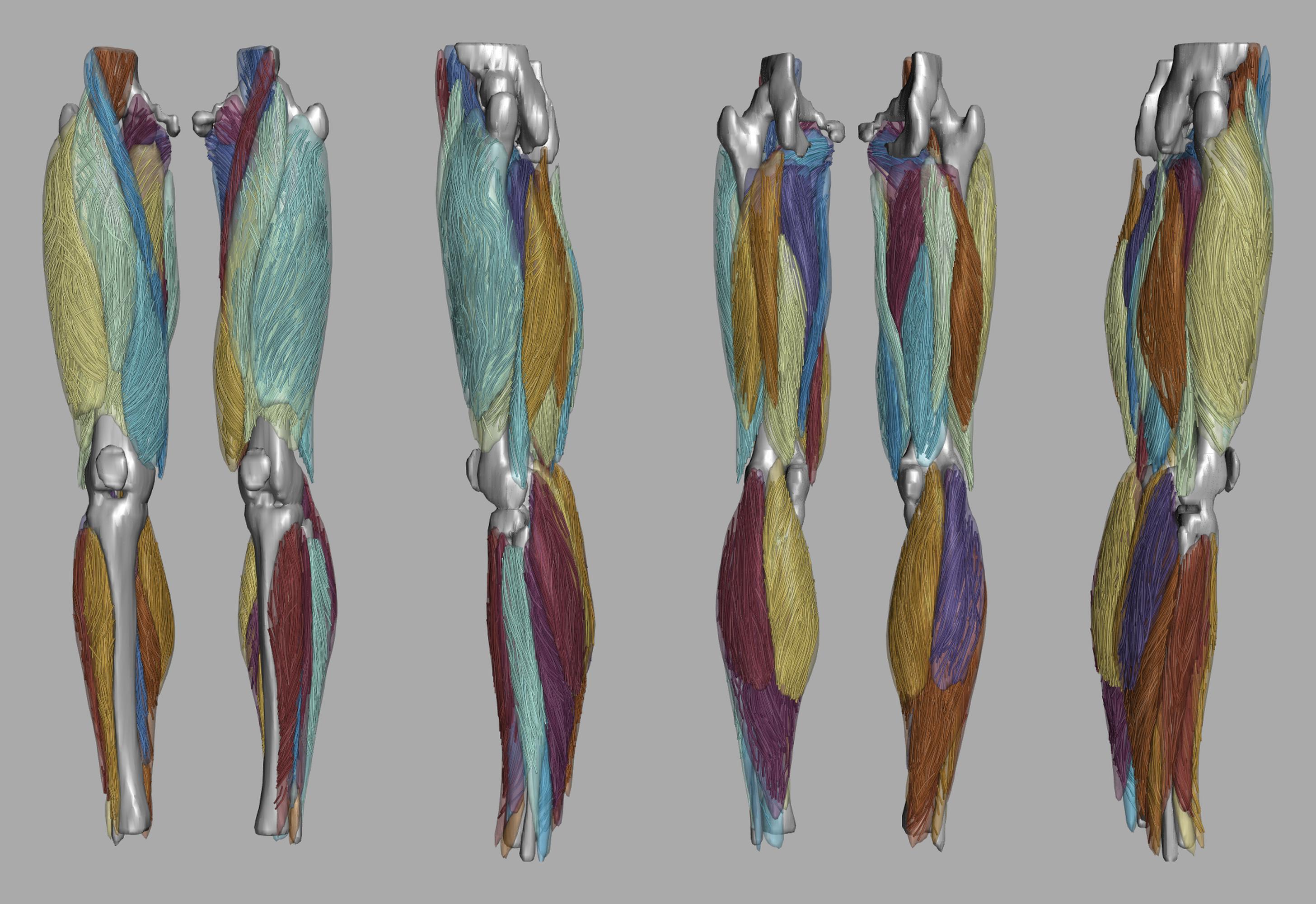 Whole leg 3D fiber tractography of all muscles segmented using a CNN UNET.