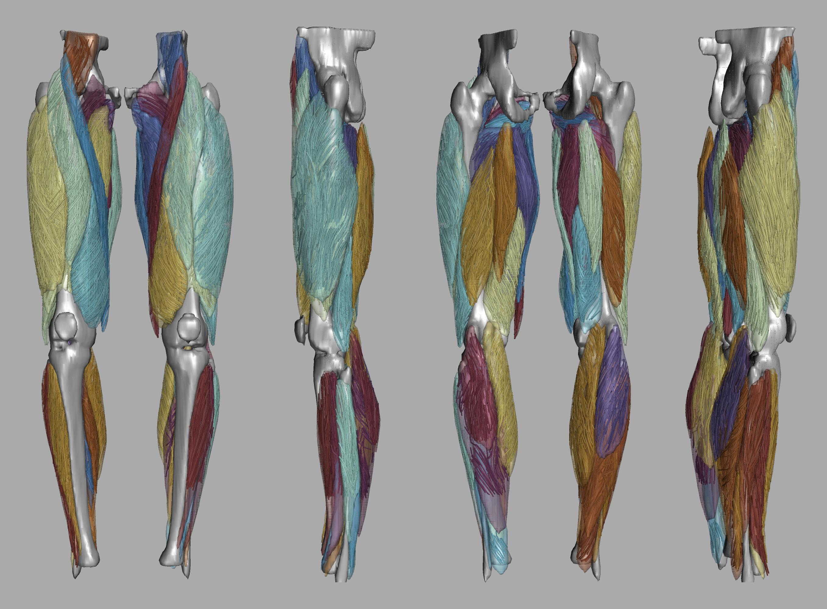 Whole leg 3D fiber tractography of all muscles segmented using a CNN UNET.