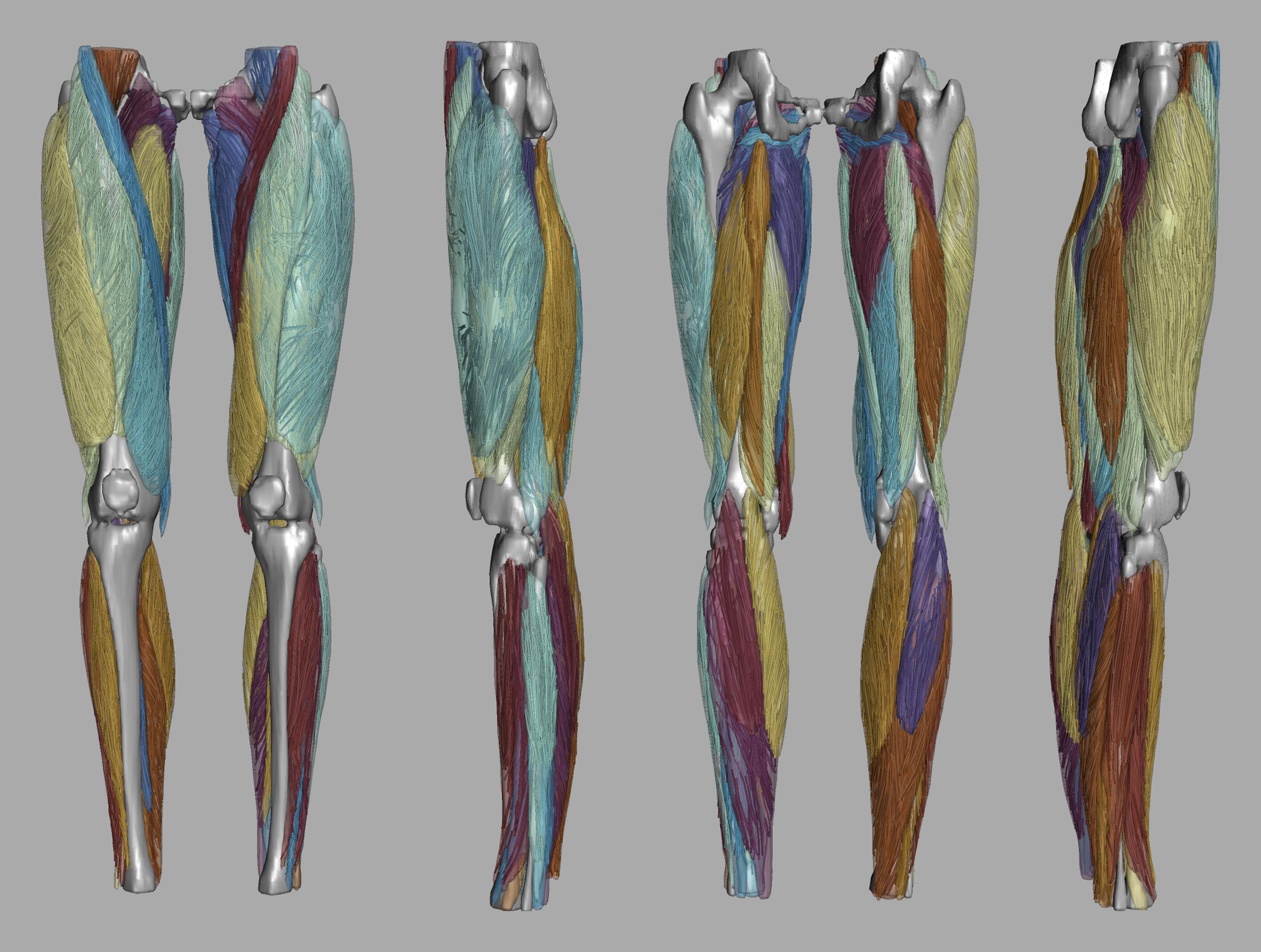 Whole leg 3D fiber tractography of all muscles segmented using a CNN UNET.