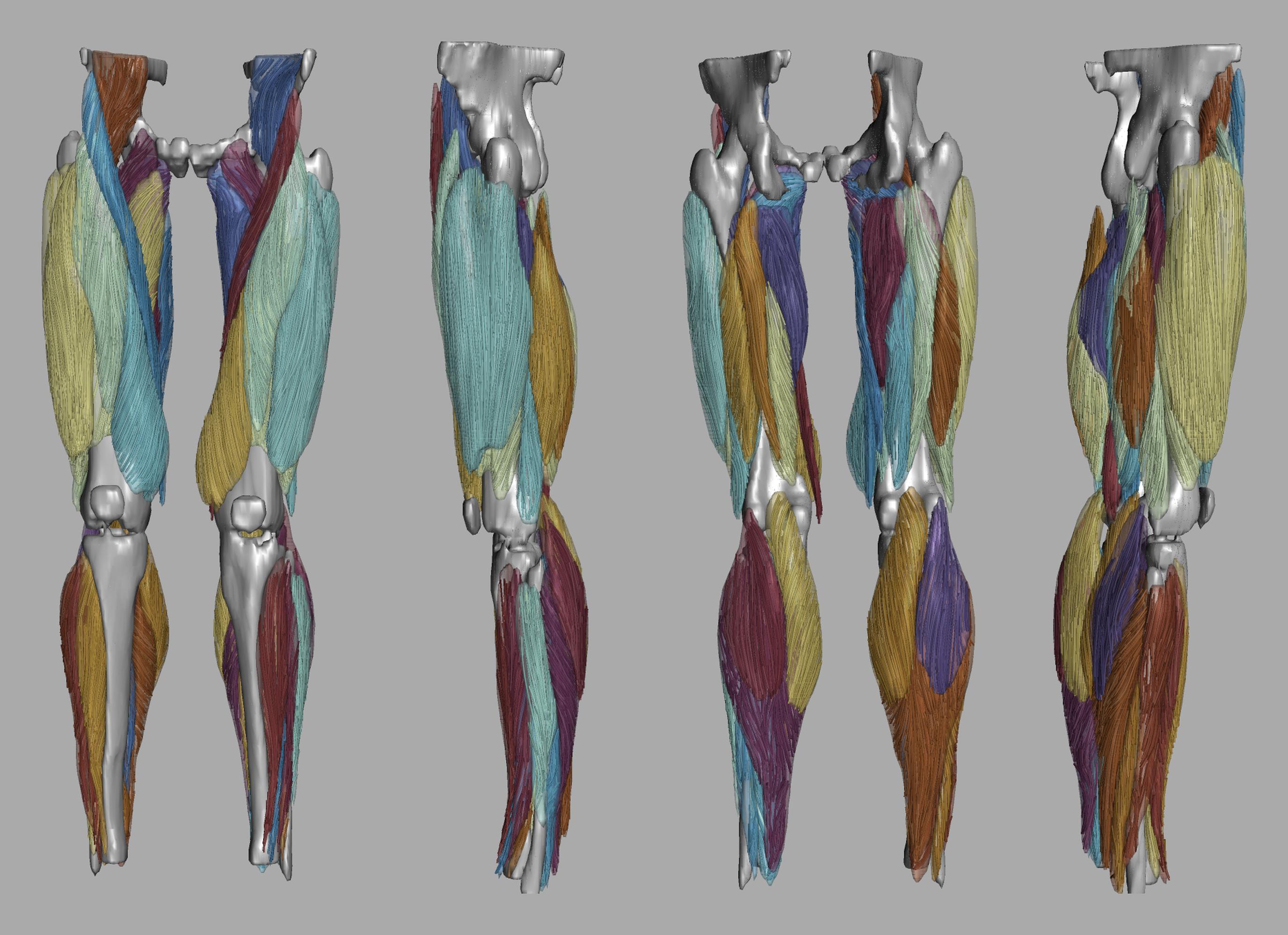 Whole leg 3D fiber tractography of all muscles segmented using a CNN UNET.