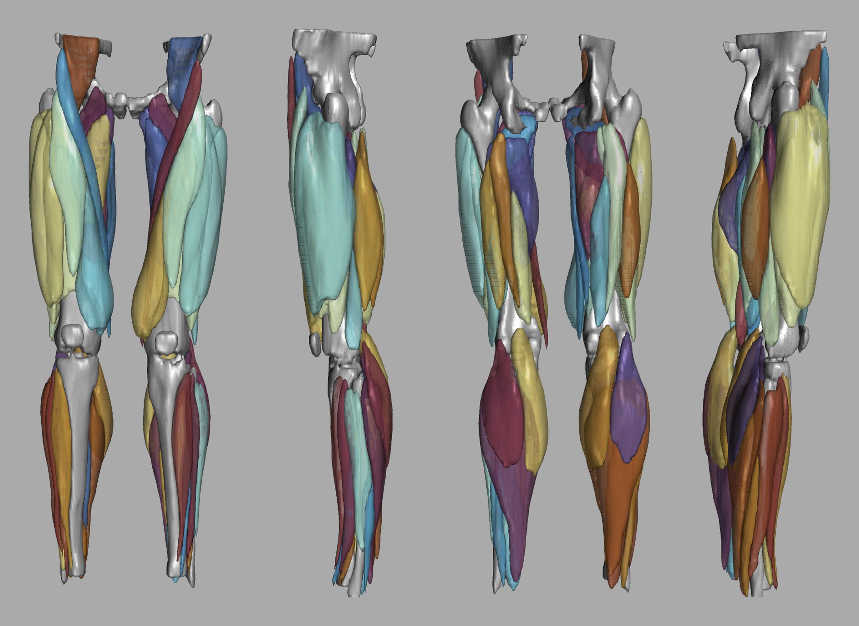 3D render of automated muscle segmentation labels generated using a CNN UNET.