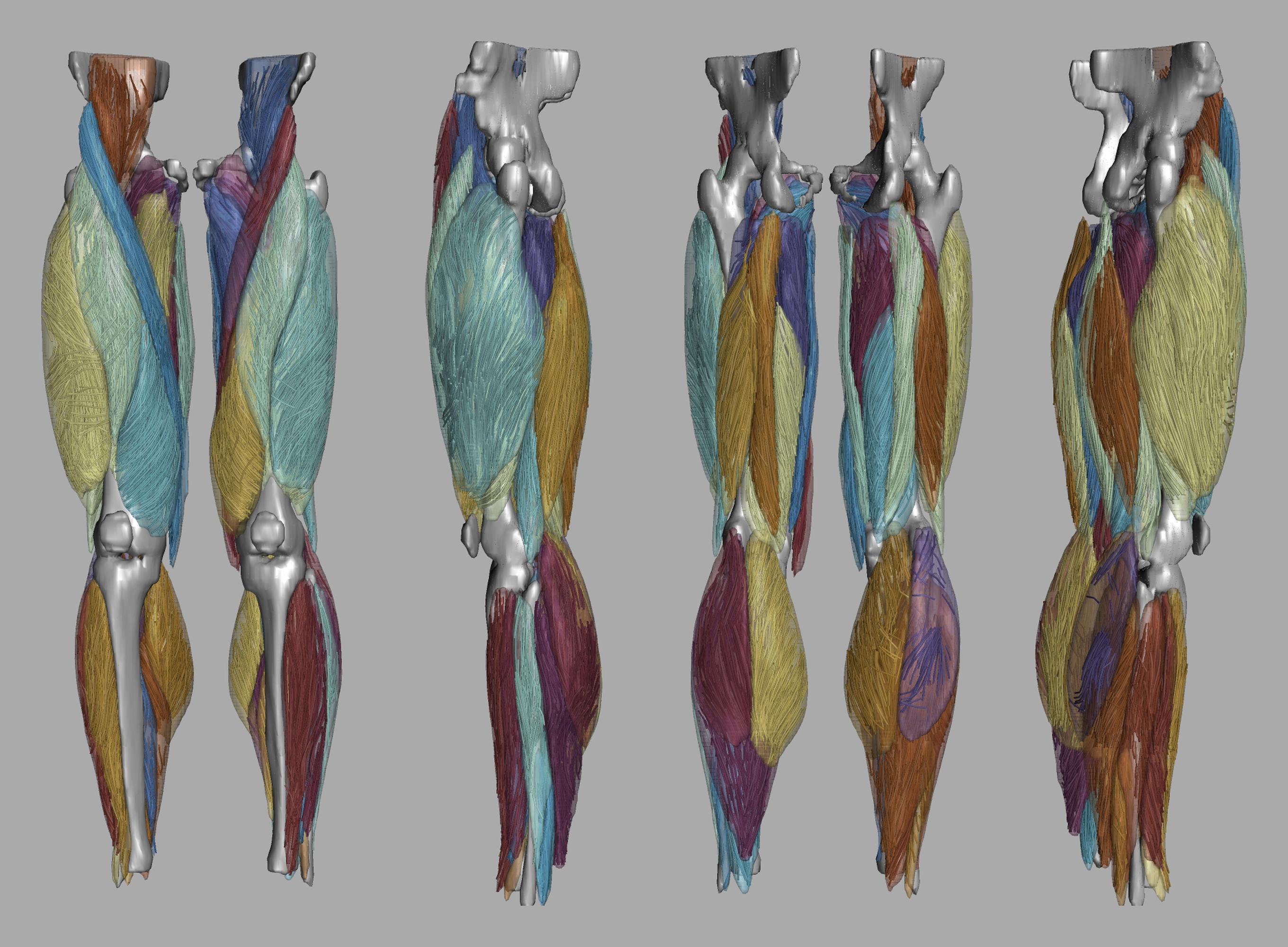 Whole leg 3D fiber tractography of all muscles segmented using a CNN UNET.