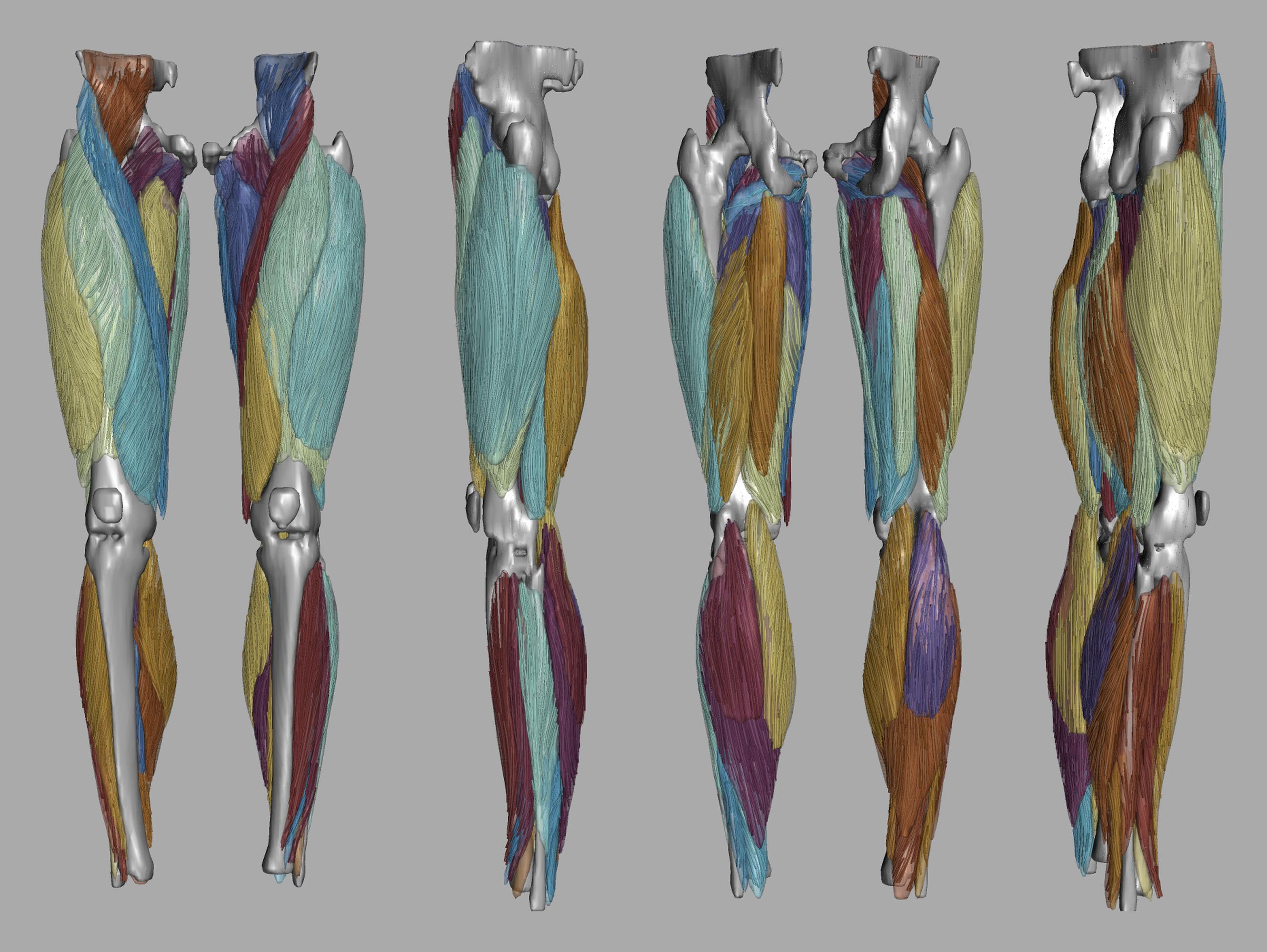 Whole leg 3D fiber tractography of all muscles segmented using a CNN UNET.