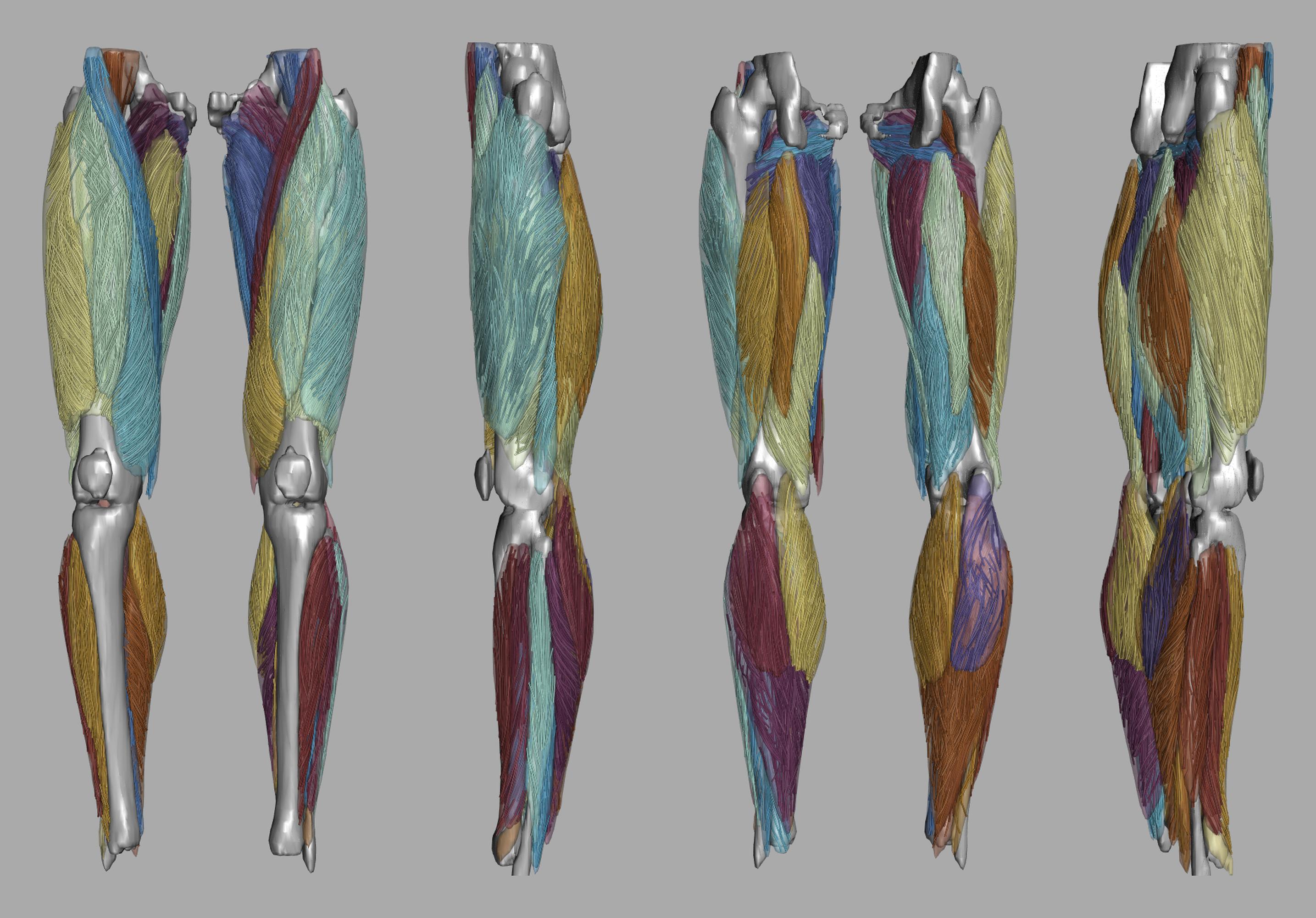 Whole leg 3D fiber tractography of all muscles segmented using a CNN UNET.