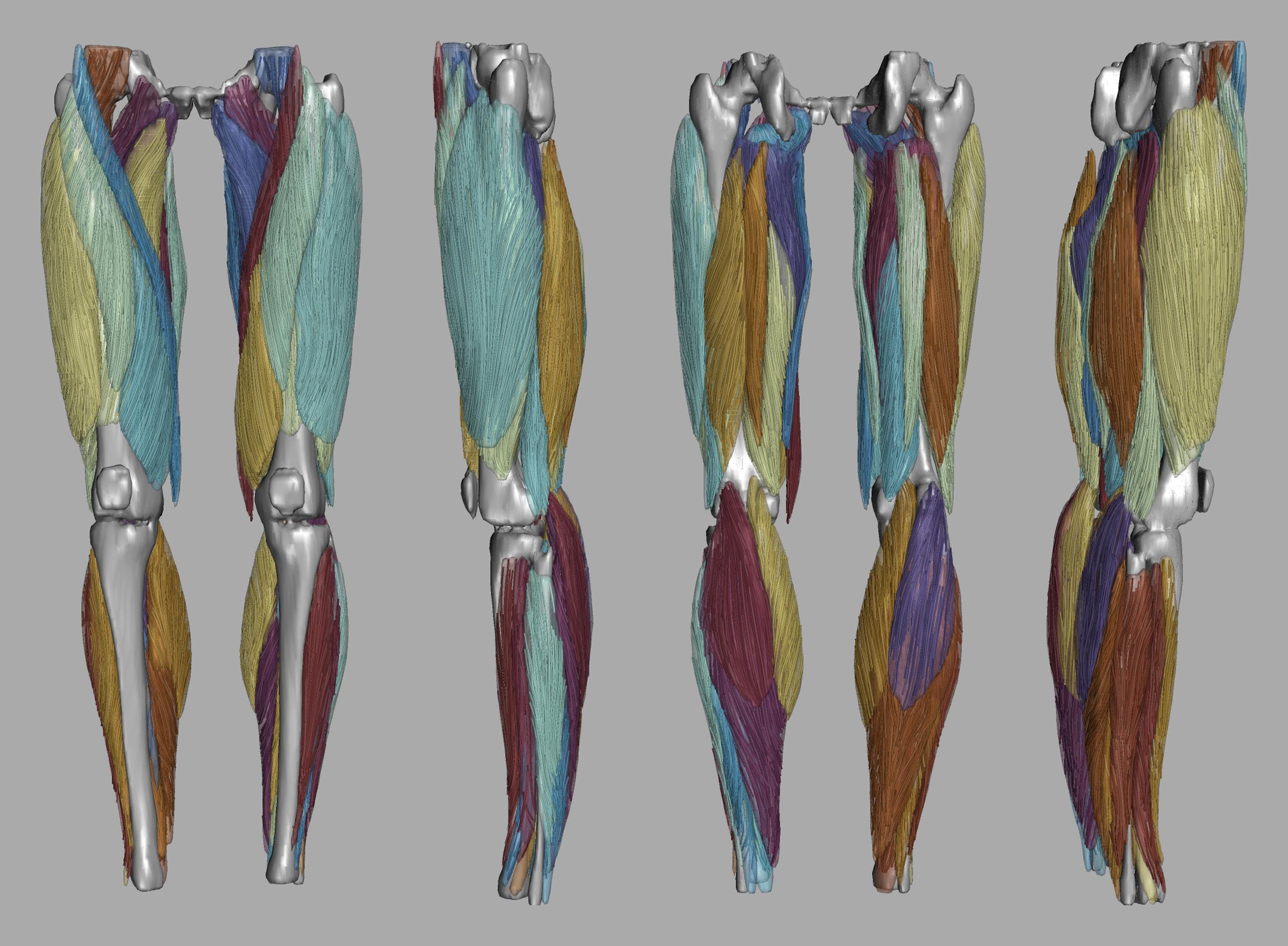 Whole leg 3D fiber tractography of all muscles segmented using a CNN UNET.