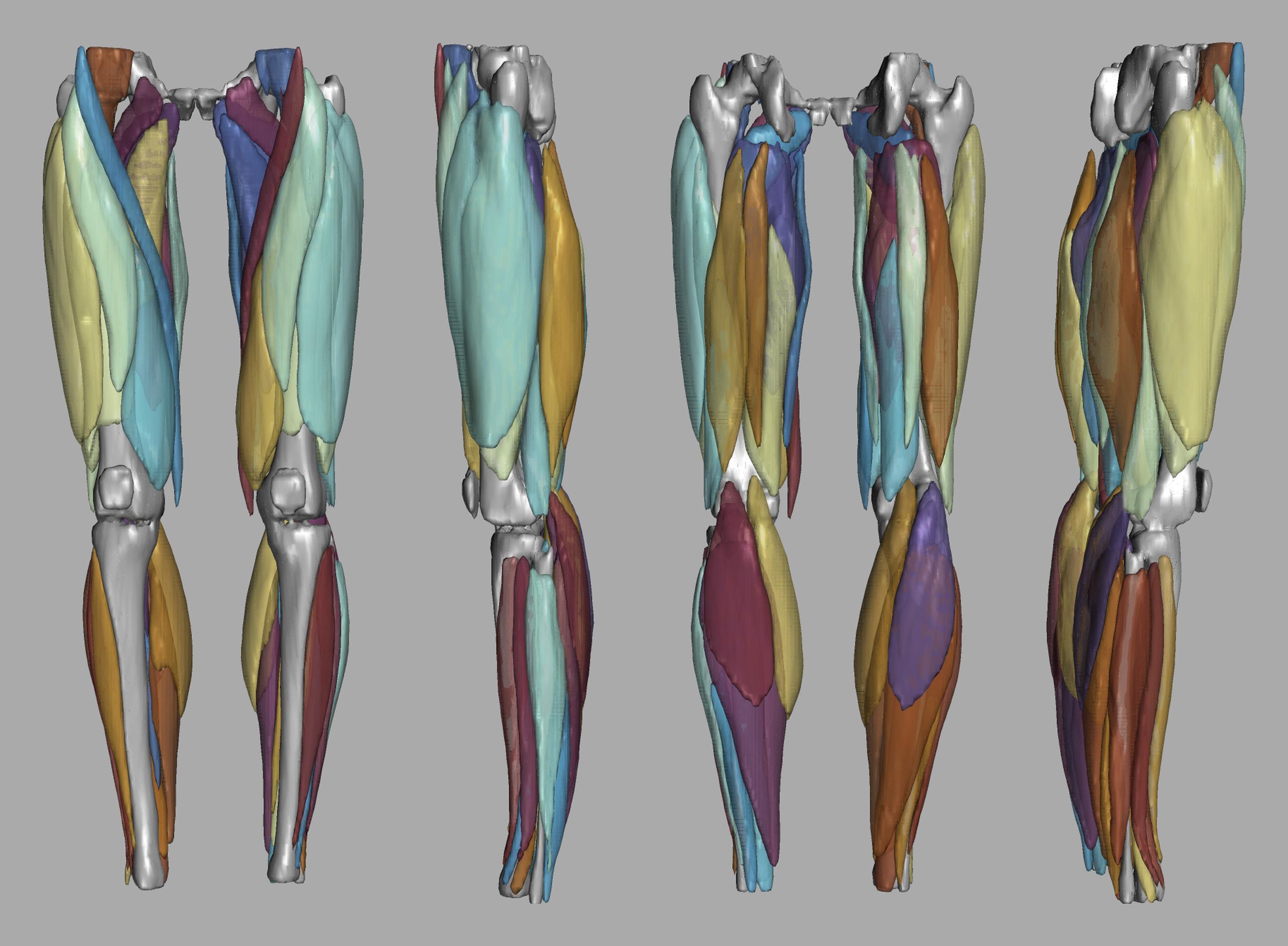 3D render of automated muscle segmentation labels generated using a CNN UNET.