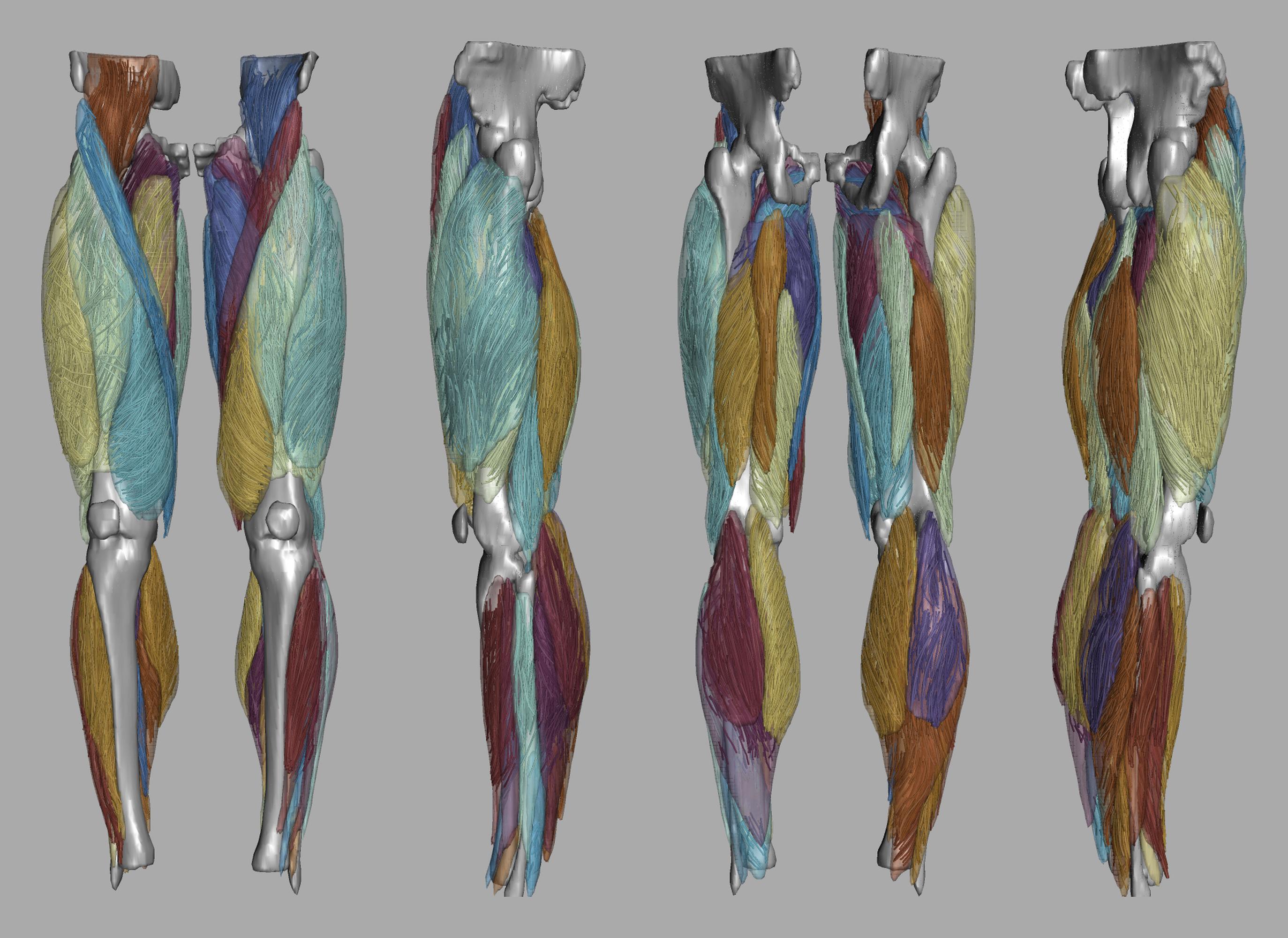 Whole leg 3D fiber tractography of all muscles segmented using a CNN UNET.