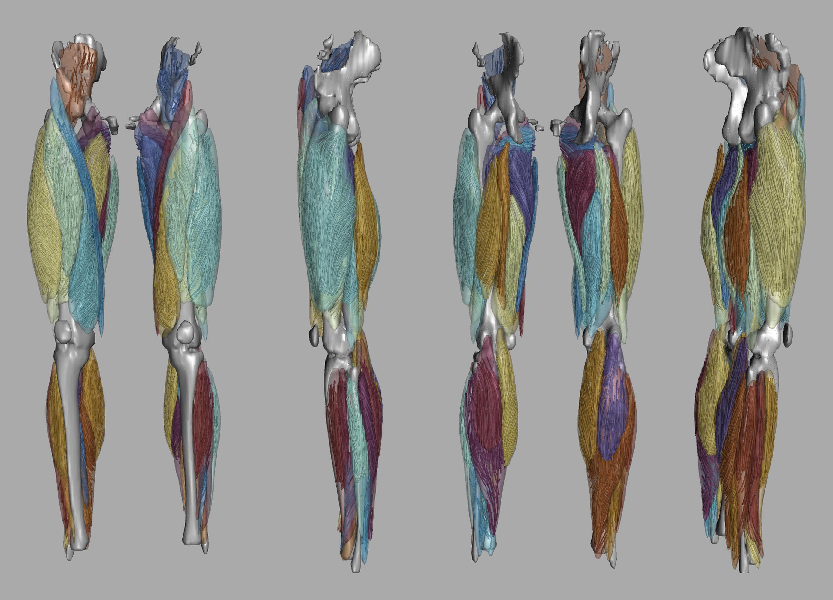 Whole leg 3D fiber tractography of all muscles segmented using a CNN UNET.