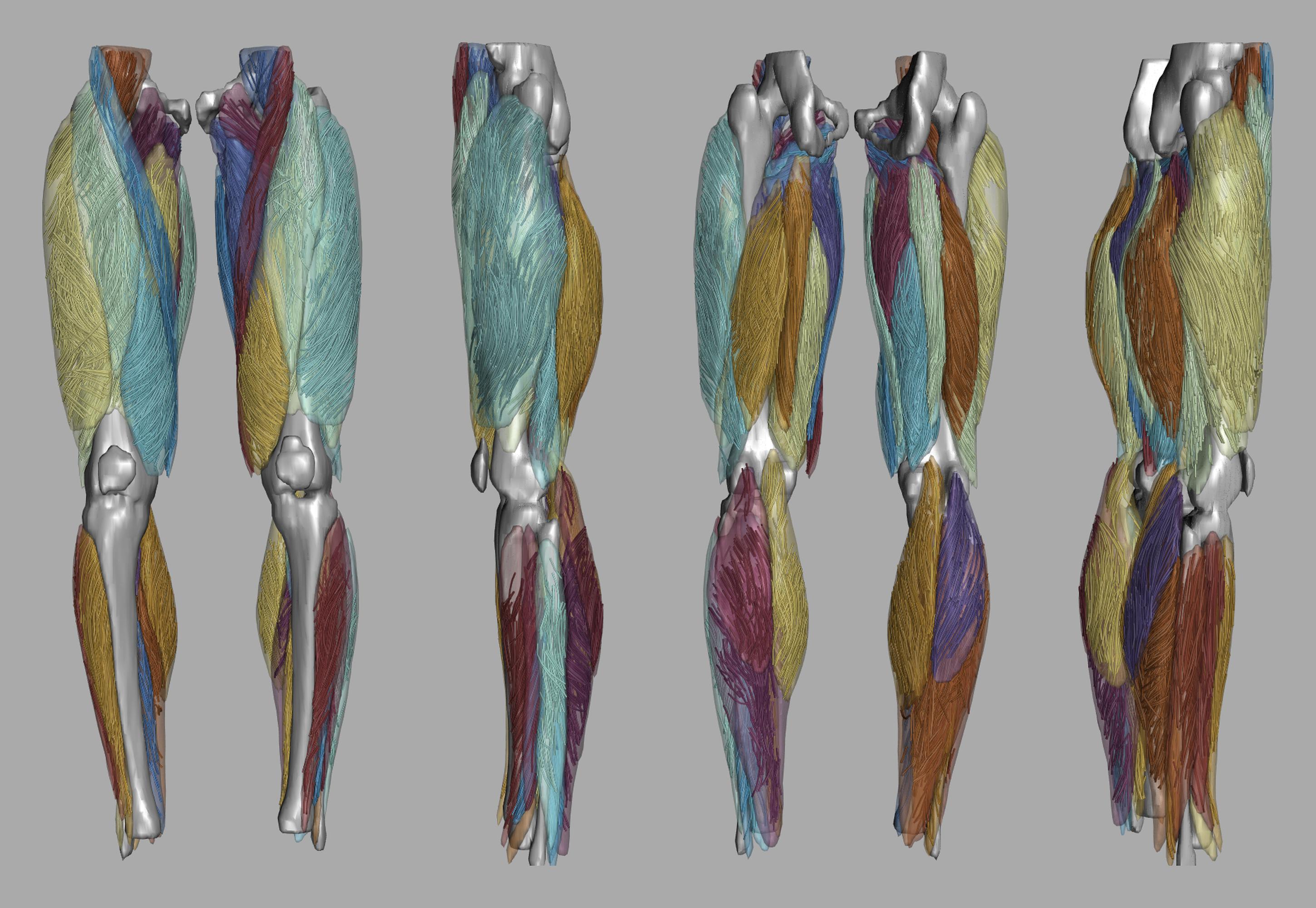 Whole leg 3D fiber tractography of all muscles segmented using a CNN UNET.