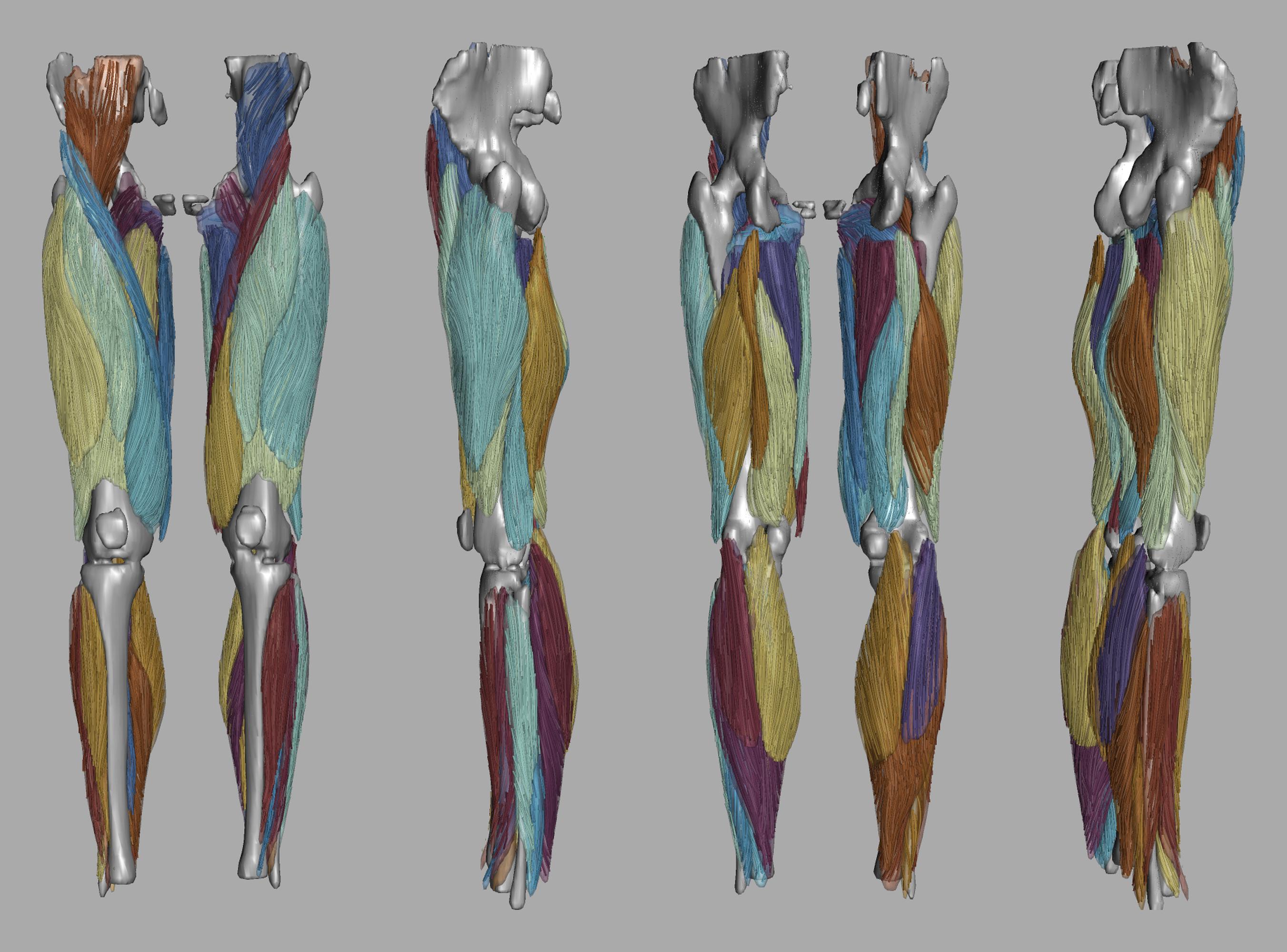 Whole leg 3D fiber tractography of all muscles segmented using a CNN UNET.